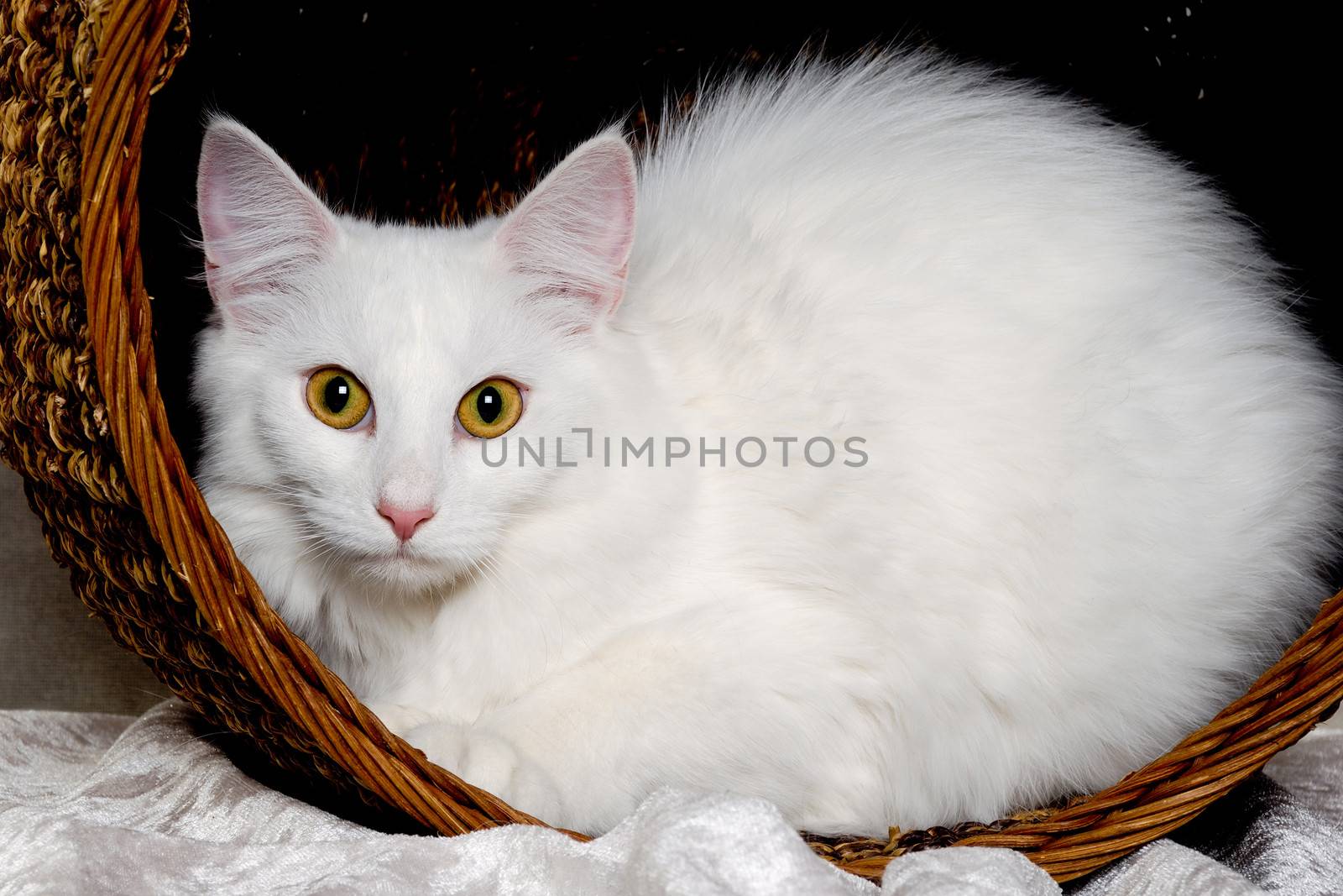 White cat in a basket