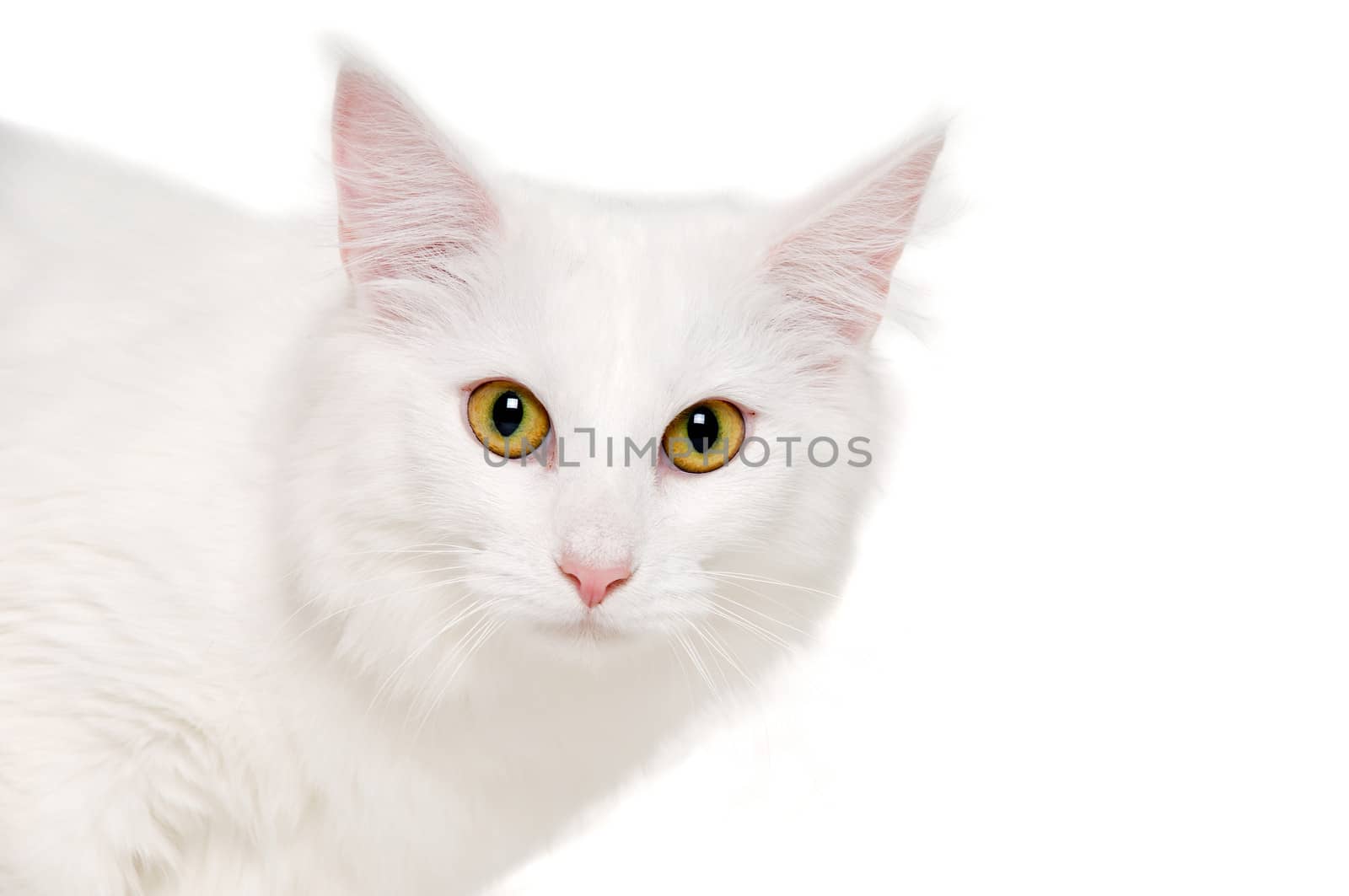 Face of a white cat on white background by cfoto