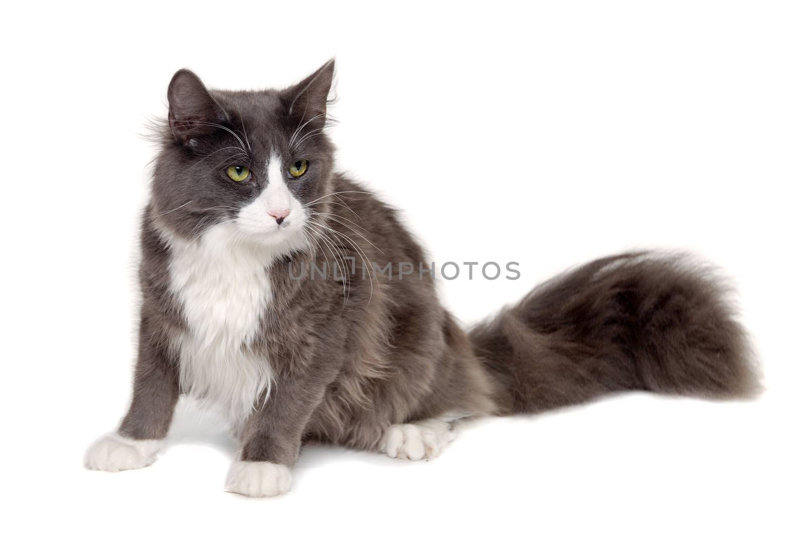 Gray cat sitting on a clean white background by cfoto