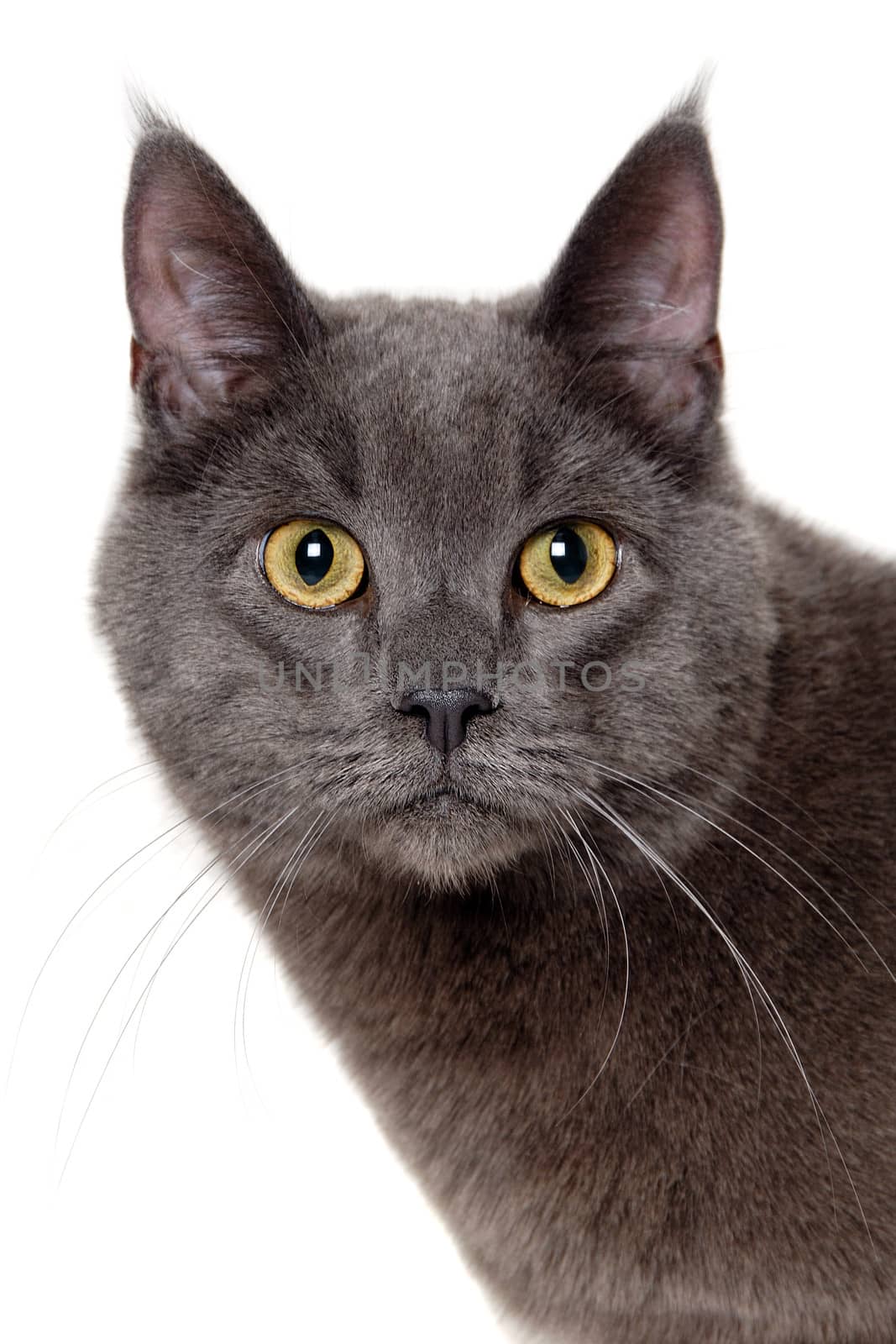 Face of gray cat on white background by cfoto