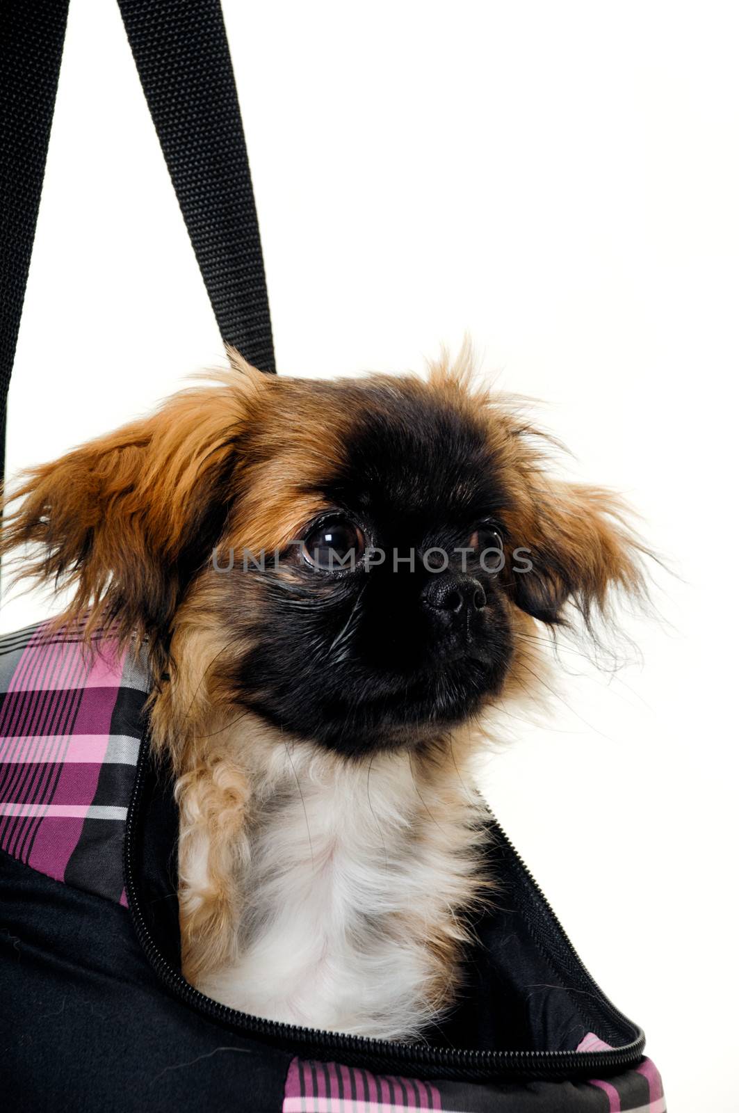 A sweet puppy in transportation bag. Taken on a white background