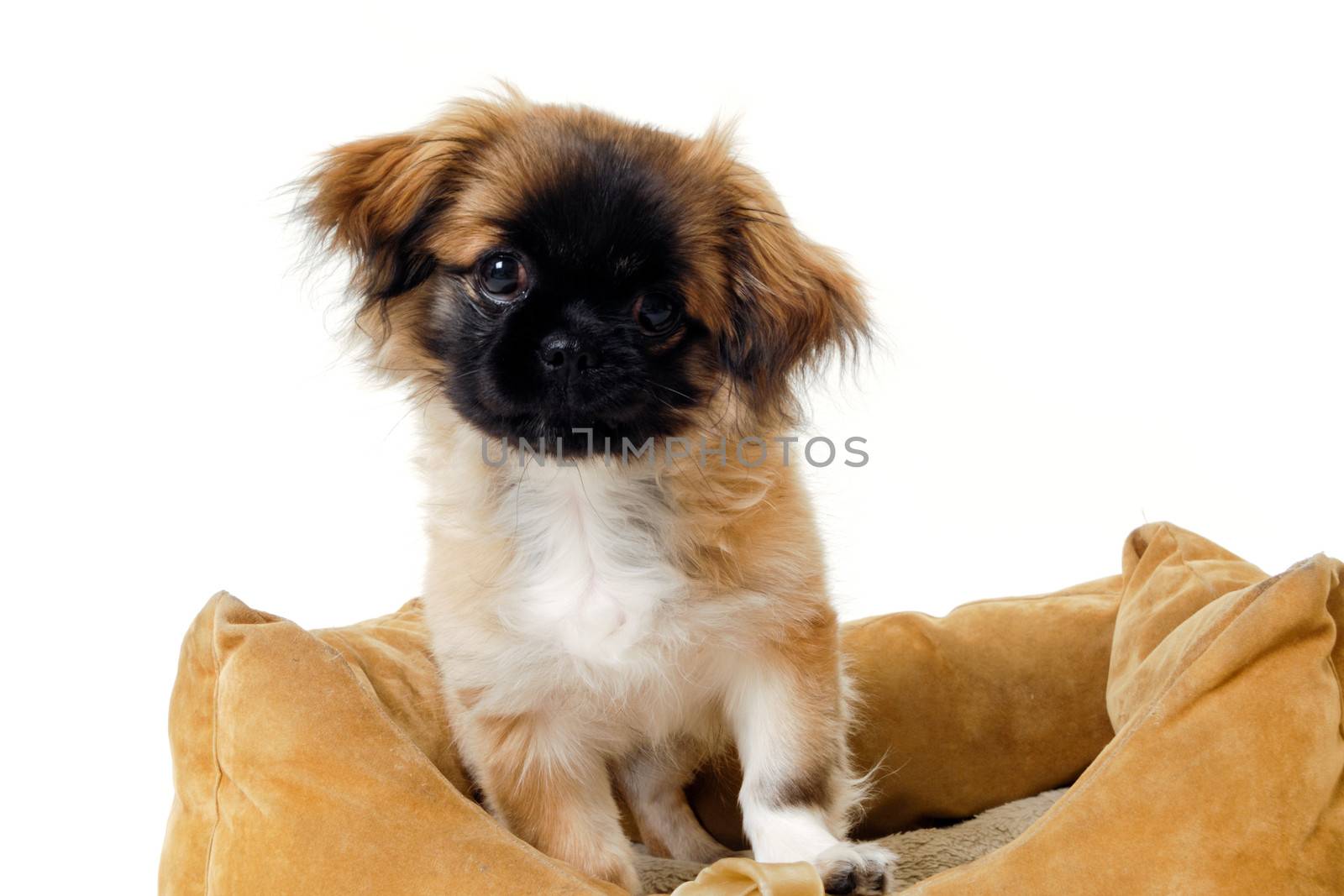 A sweet puppy is resting in a dog bed. Taken on a white background