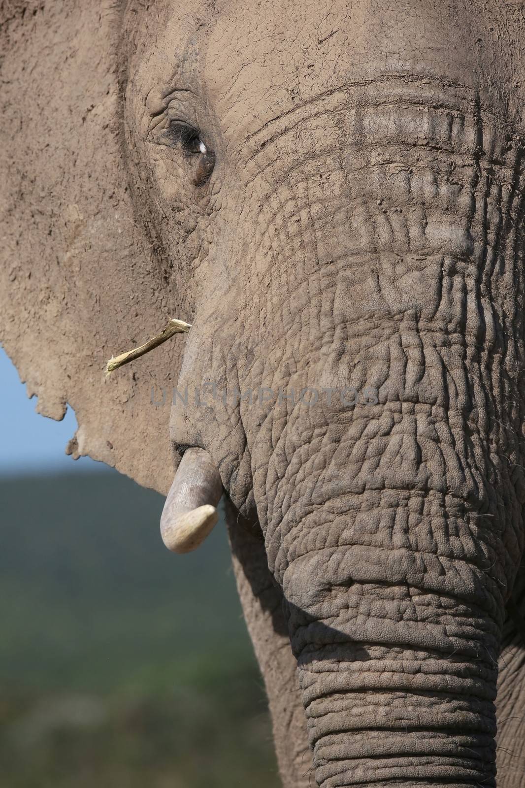 Close up of an African elephant with grass in it's mouth