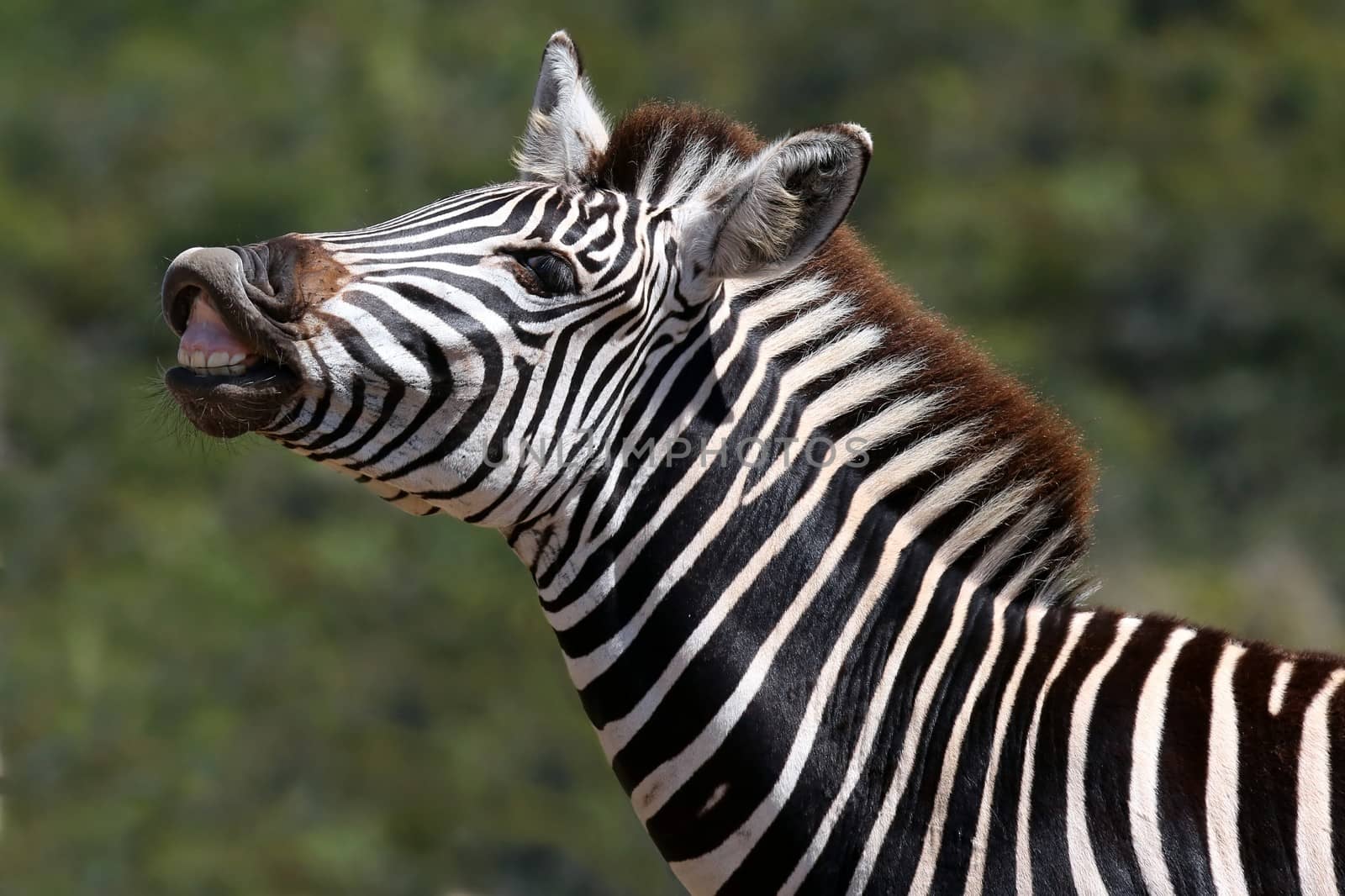 Zebra with it's lip curled back to scent females