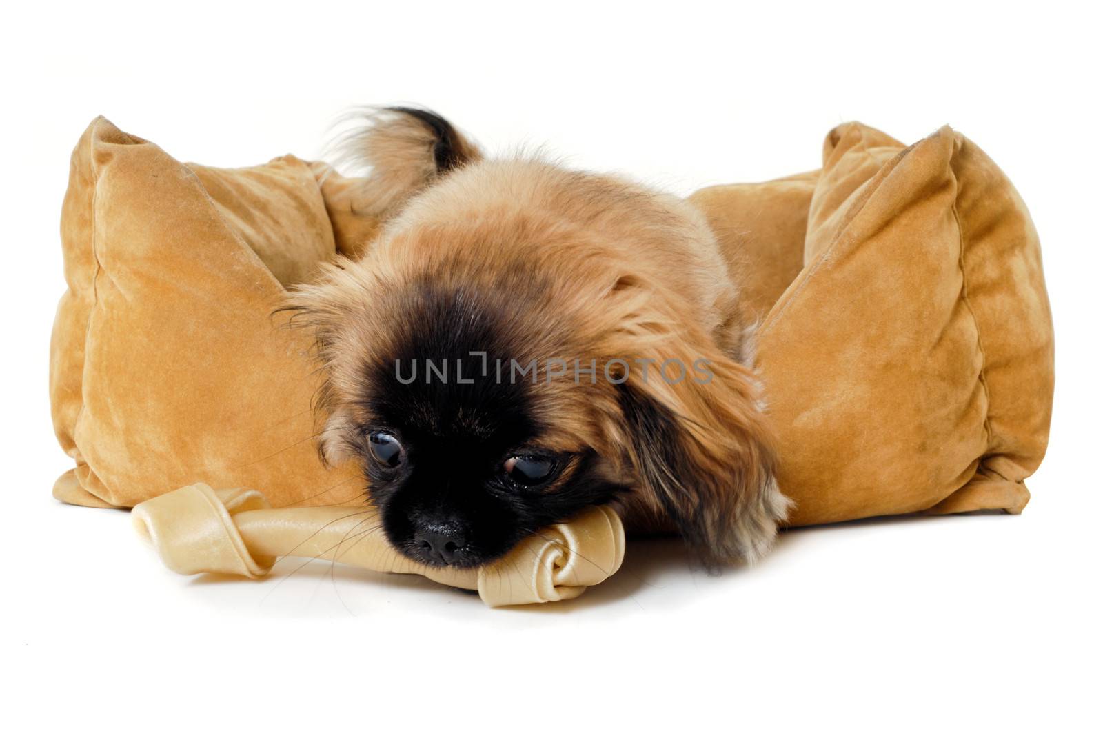 Puppy dog is eating bone in dog bed. Taken on a white background