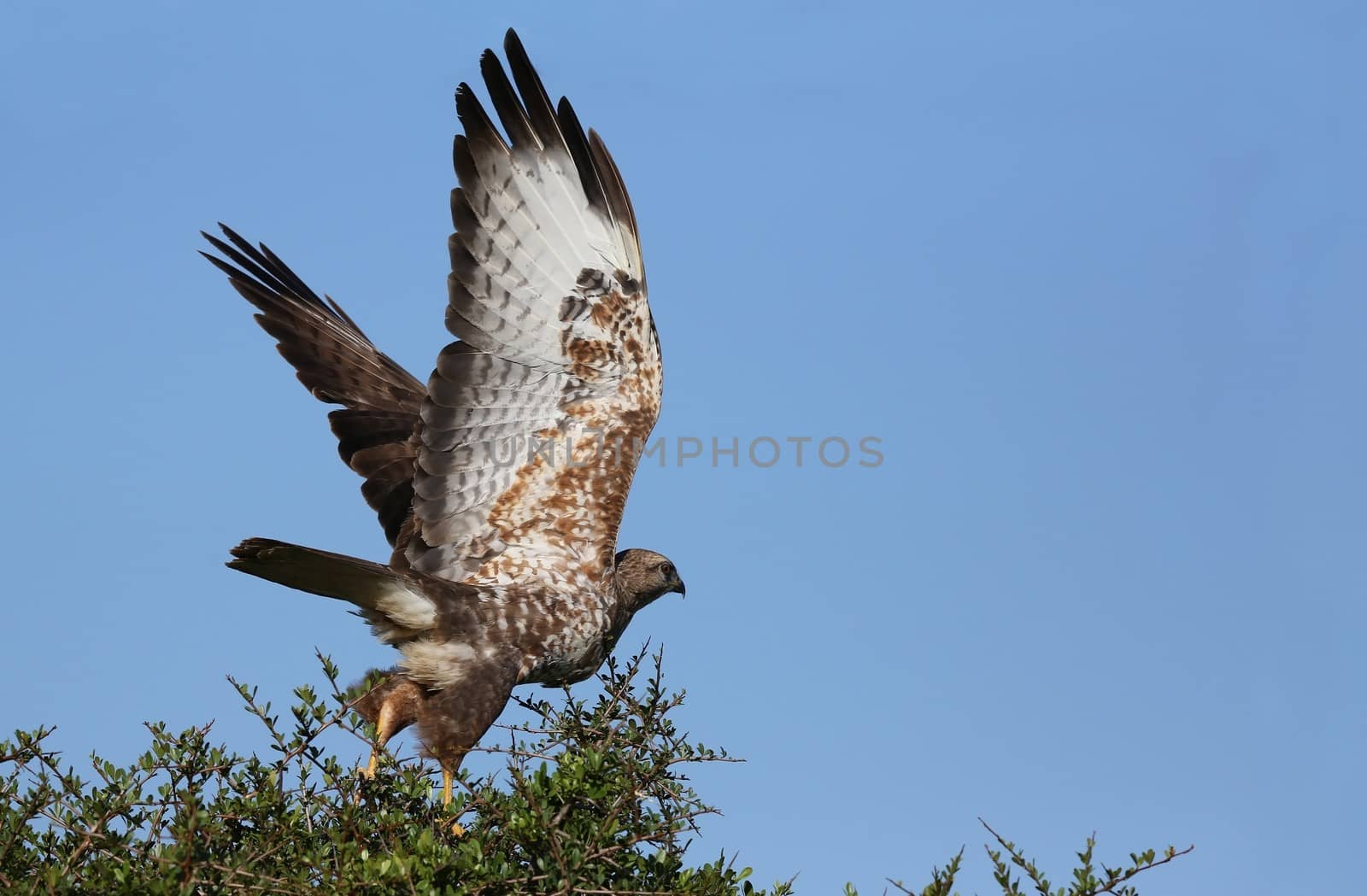 Steppe Buzzard Bird of Prey perched on top of a tree taking off