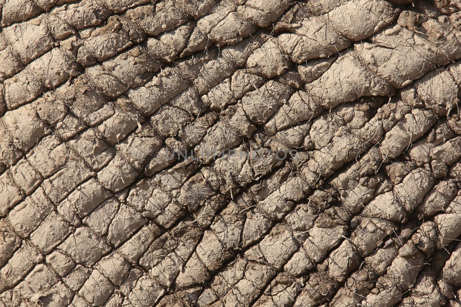 African Elephant Skin by fouroaks