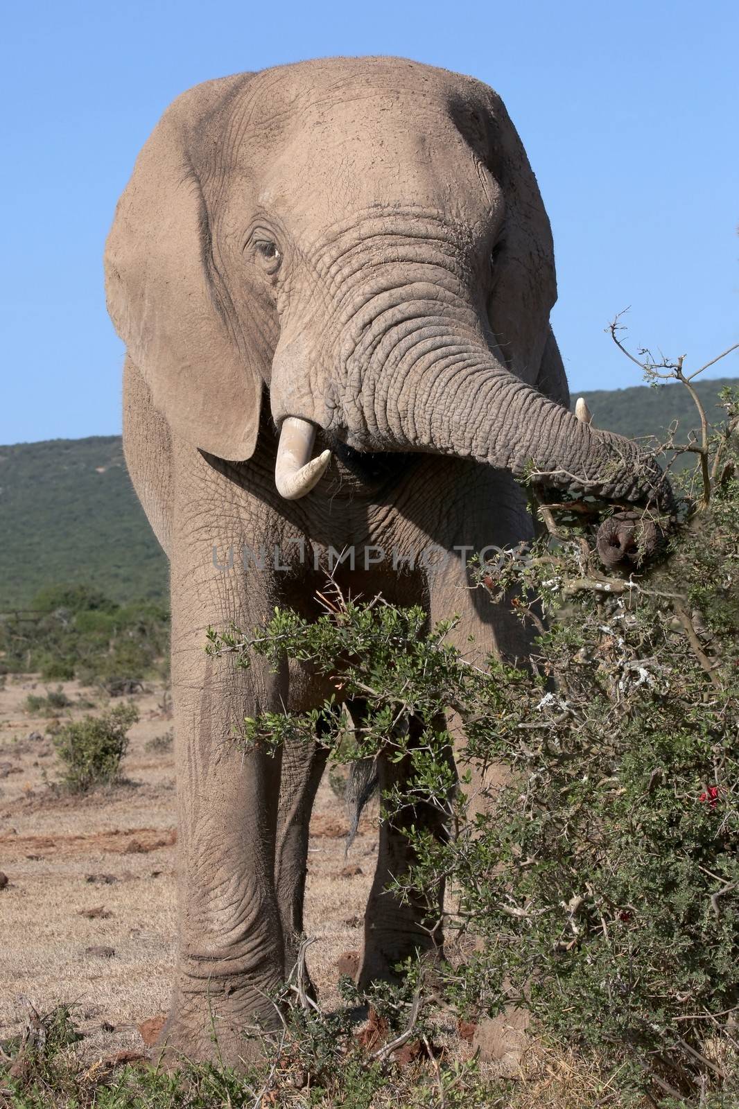 African Elephant Foraging by fouroaks