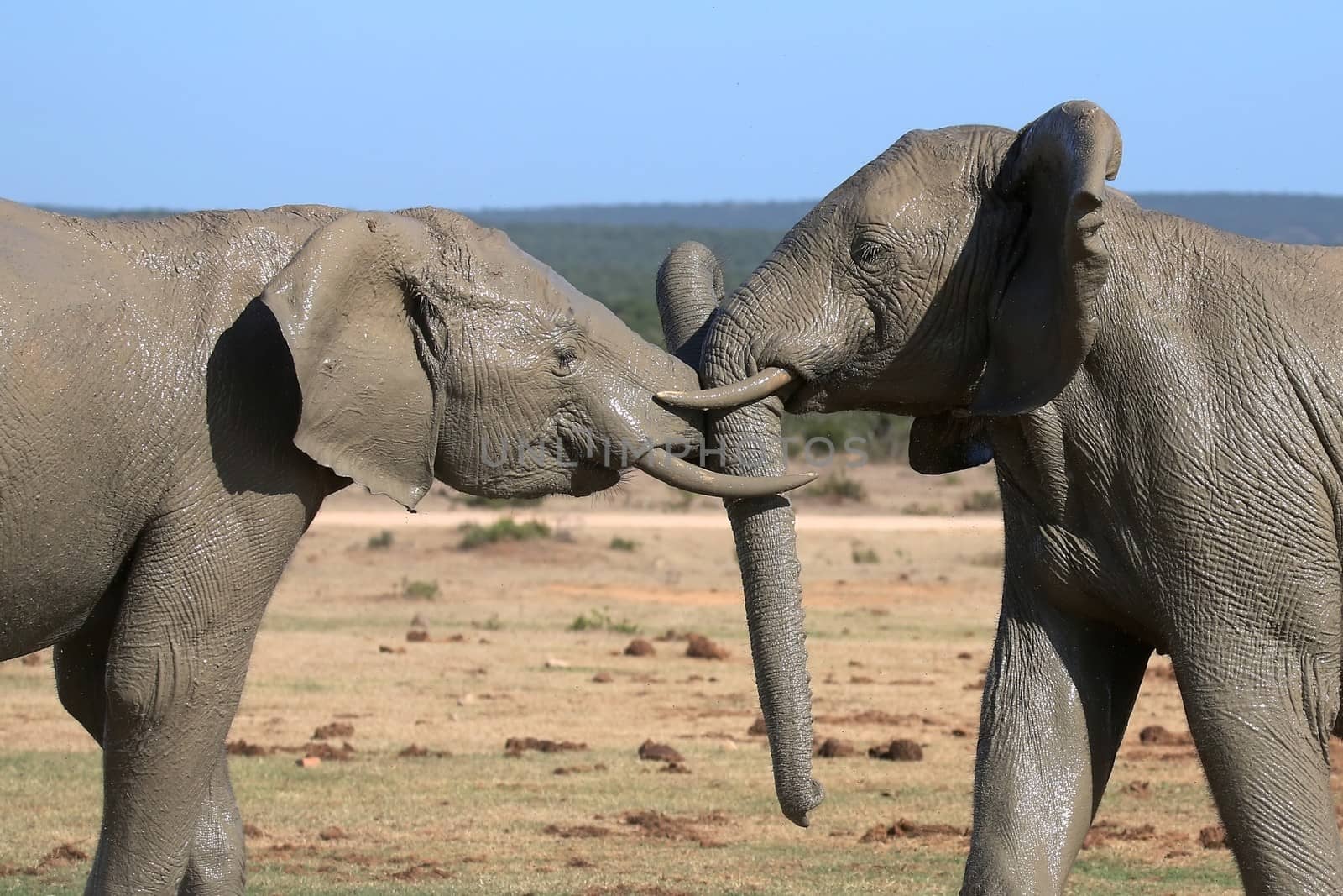 Two muddy African elephants testing each others strength