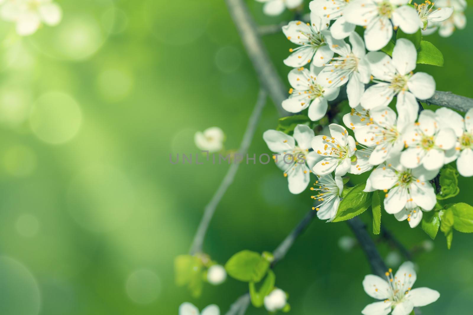 Spring background with white plum flowers. Copy space