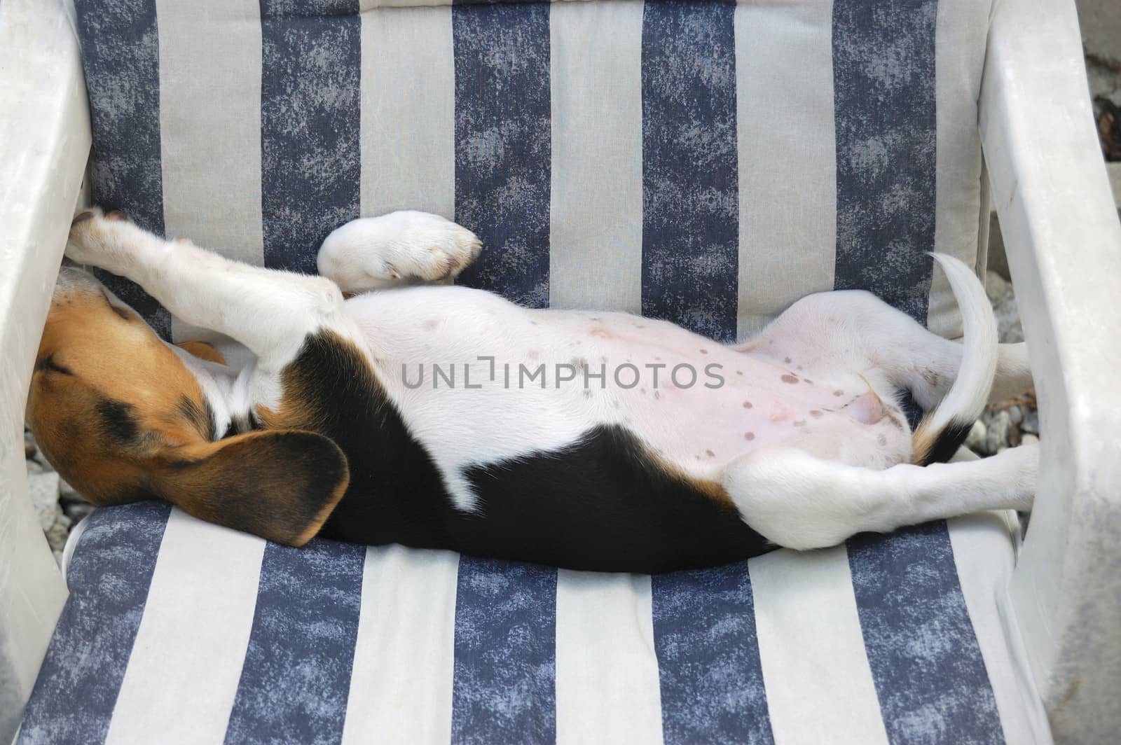 Beagle puppy resting