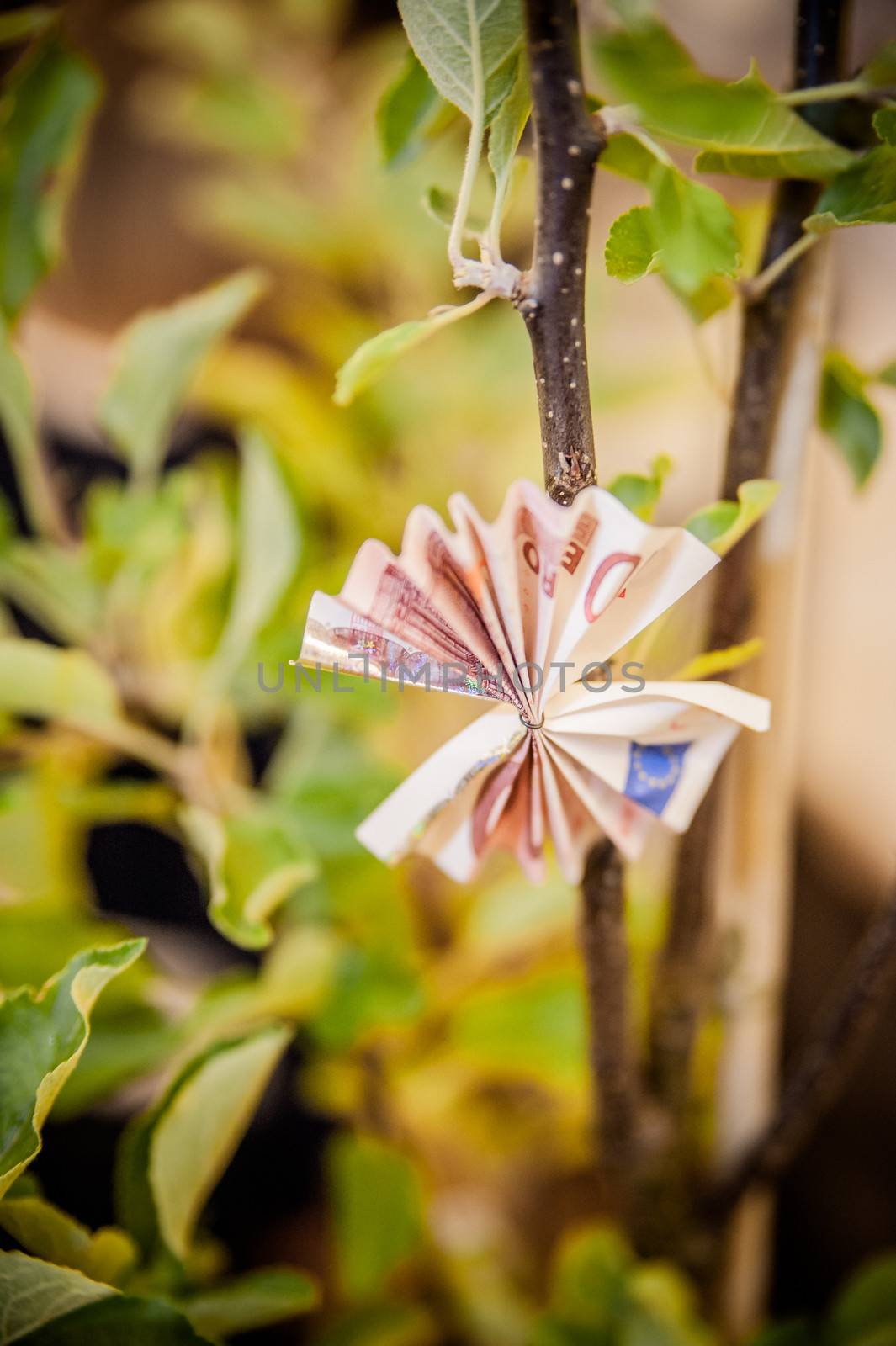 Tree with Banknote on it given for a gift