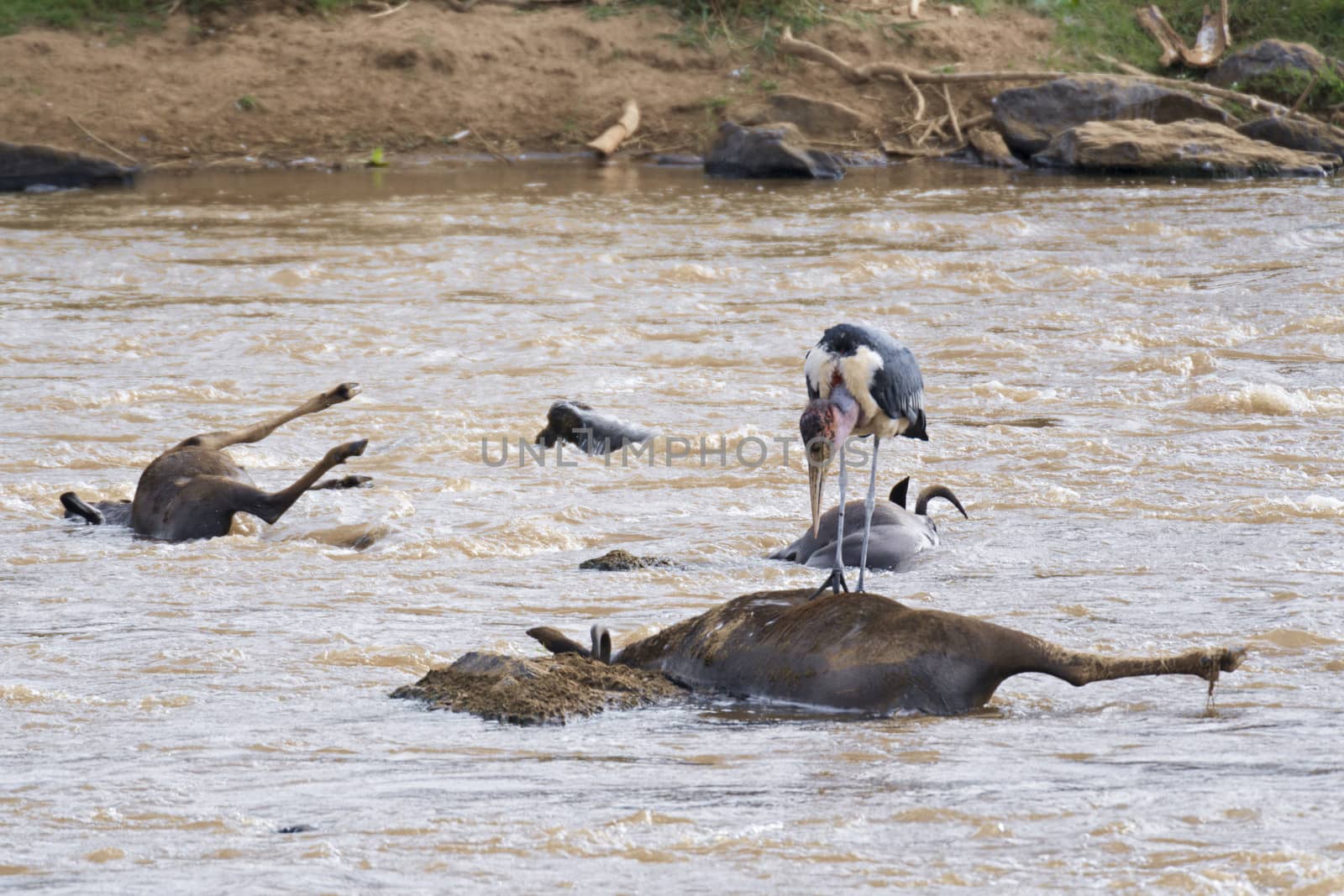 Marabou Stork feasting on bodies of dead Wildebeests  beeing killed while crossed Mara River during Great migration, Kenya
