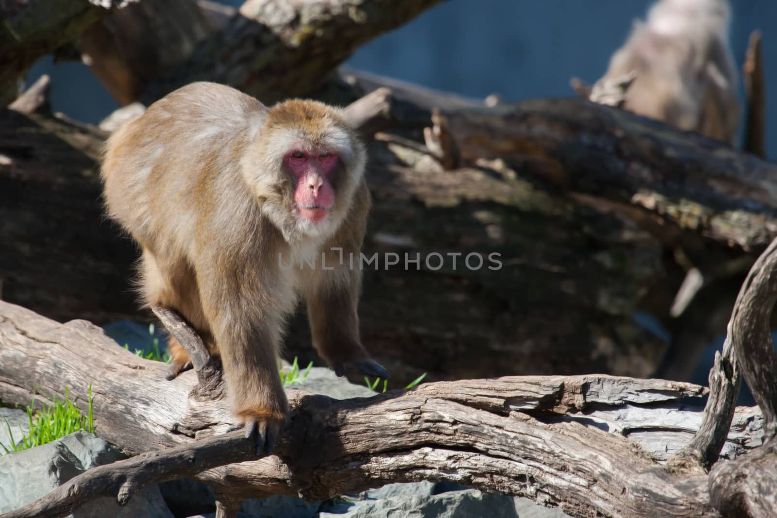 Macaque (Snow) Monkey's climbing on some logs in soft focus