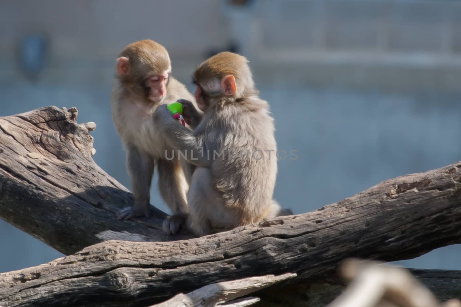 Two Macaque (Snow) Monkey's playing with a pacifier in soft focus