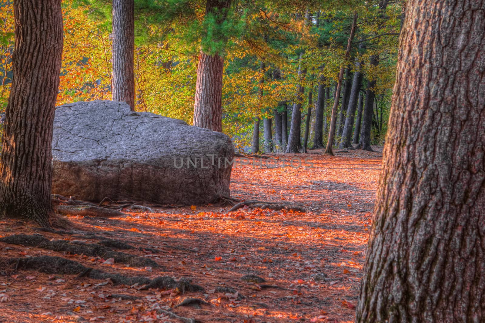 HDR landscape of a forest and large rock