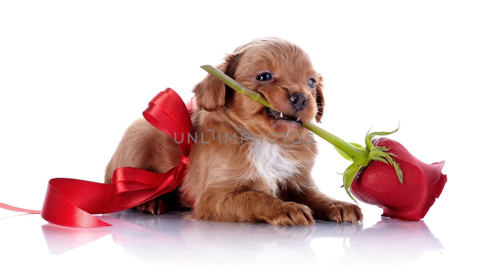 Puppy with a red bow and a rose. Puppy of a decorative doggie. Decorative dog. Puppy of the Petersburg orchid on a white background