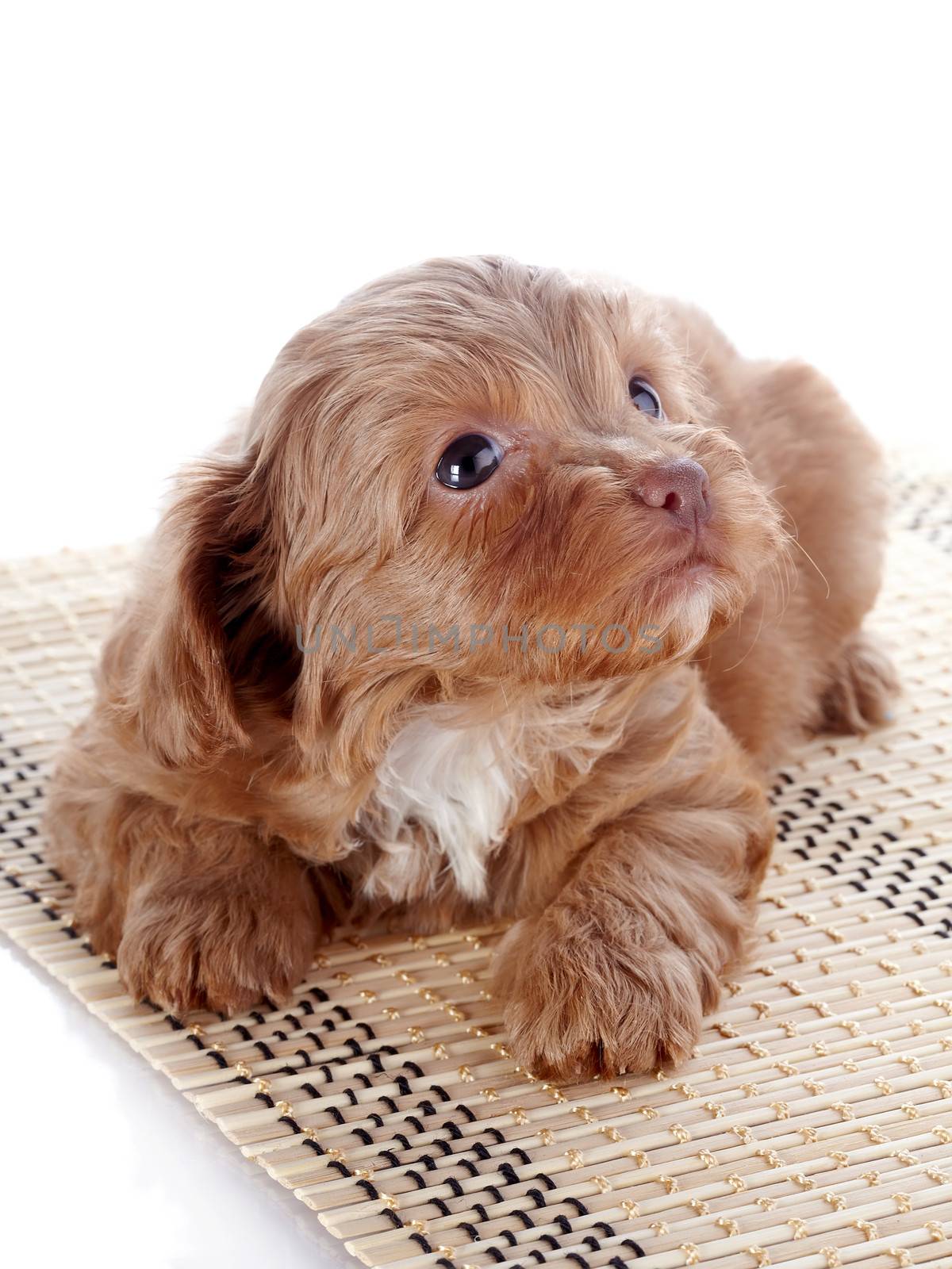 Puppy on a rug.  Puppy of a decorative doggie. Decorative dog. Puppy of the Petersburg orchid on a white background