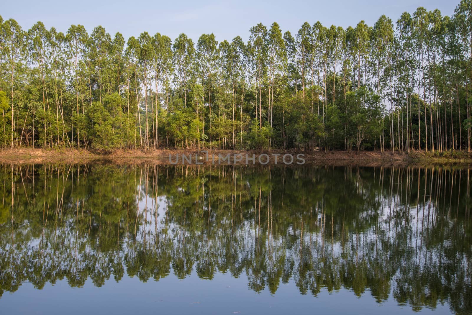 Eucalypts planted on the edge of the pond.