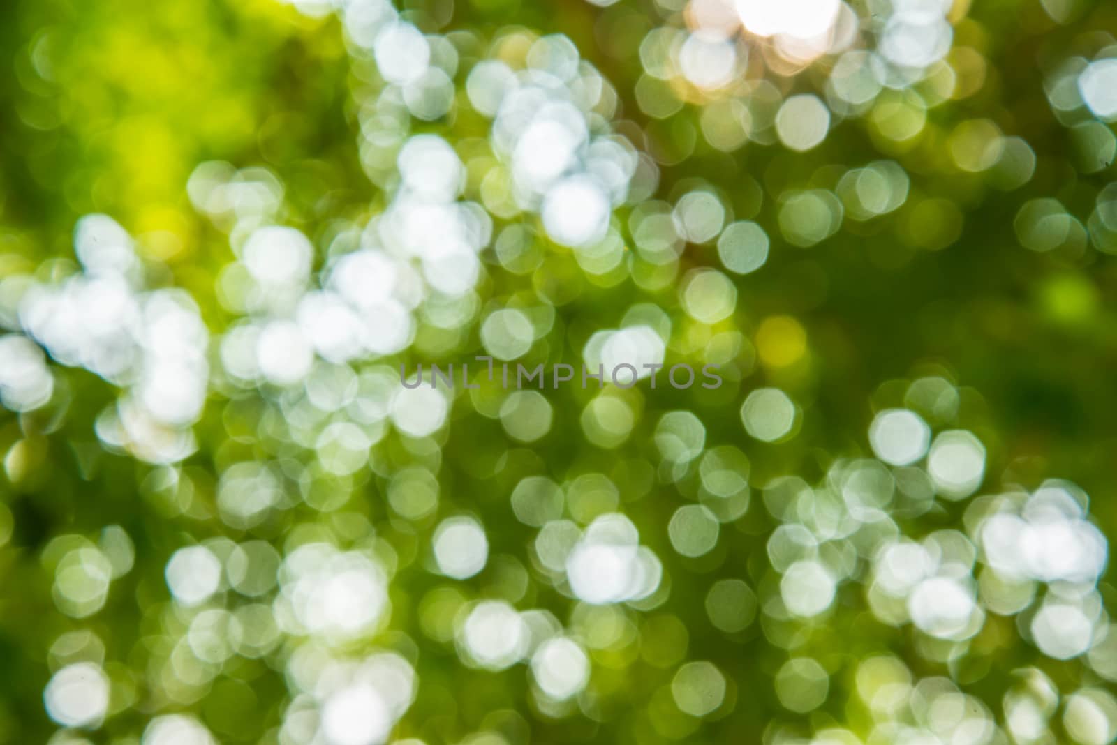 Zoom shot out of focus green tree for background.