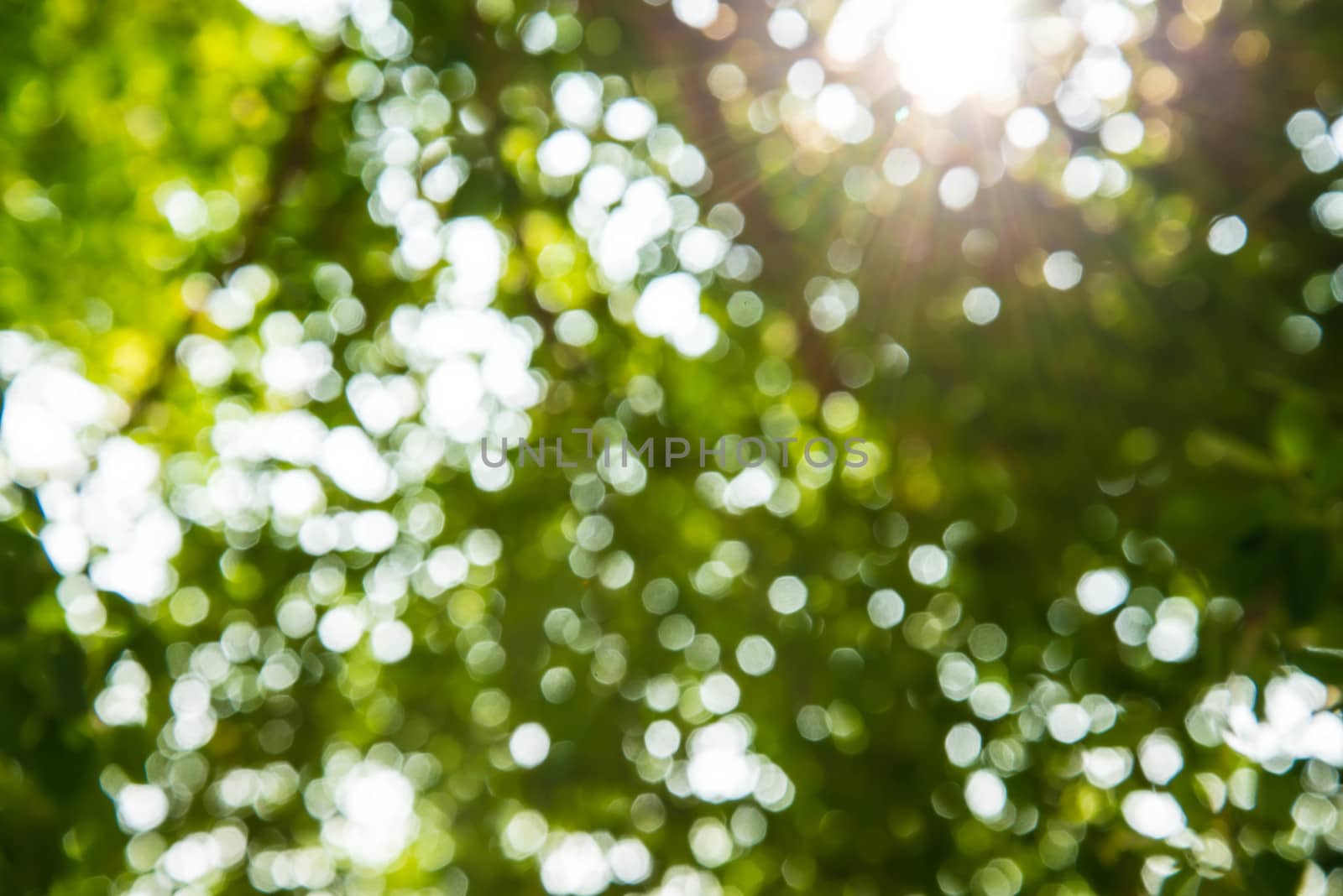 Zoom shot out of focus green tree for background.
