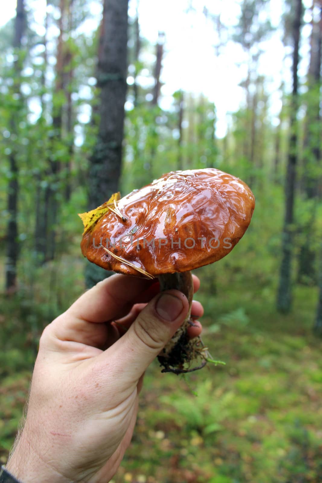 Beautiful mushroom of Boletus badius in human the hand