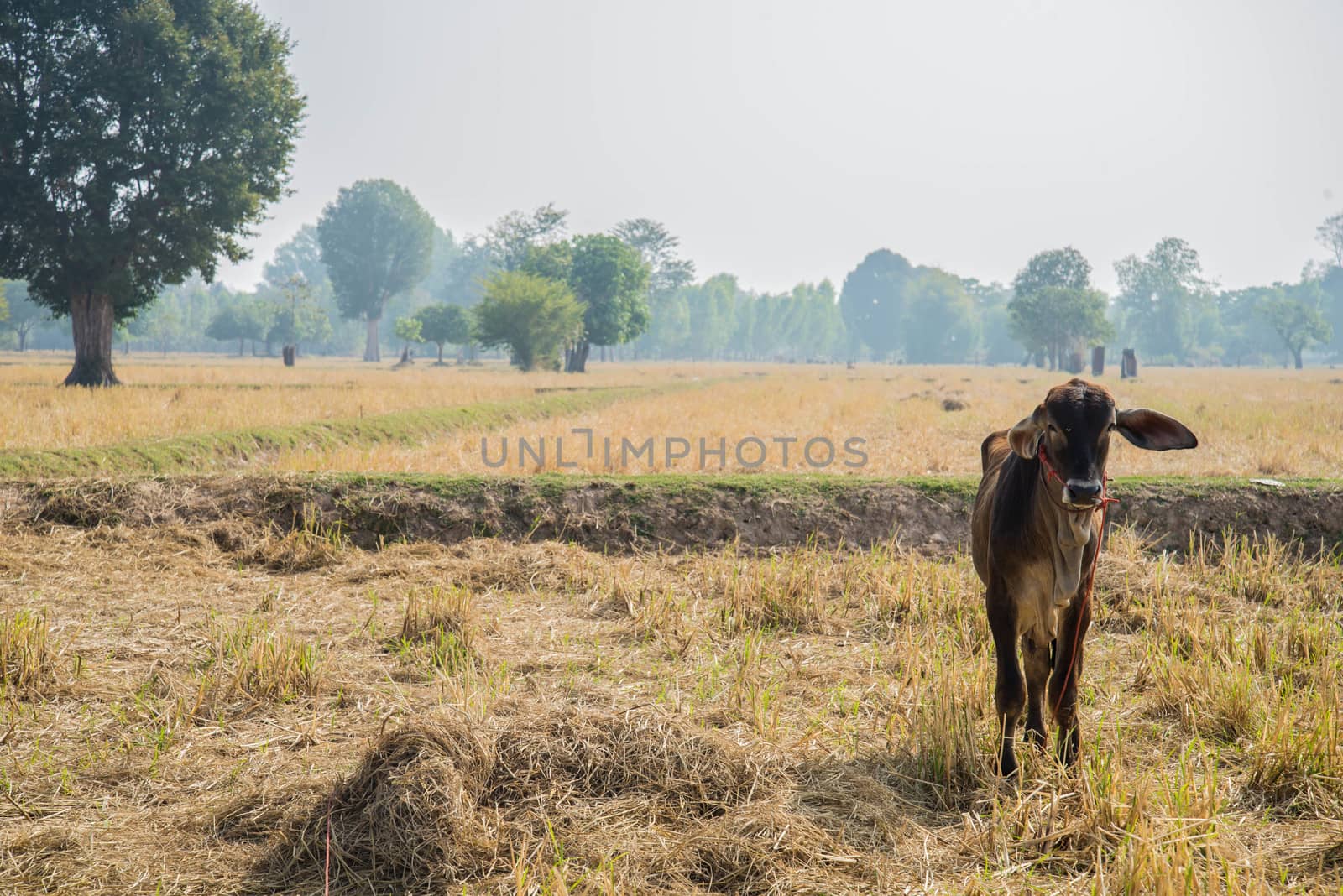 The cow in a field after harvest.