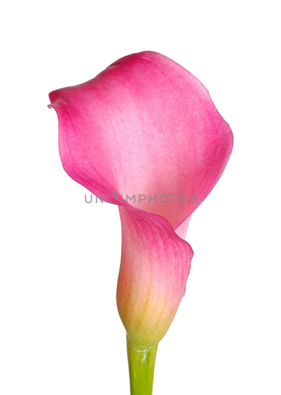 Single flower of a pink calla lily (Zantedeschia hybrid) isolated against a white background