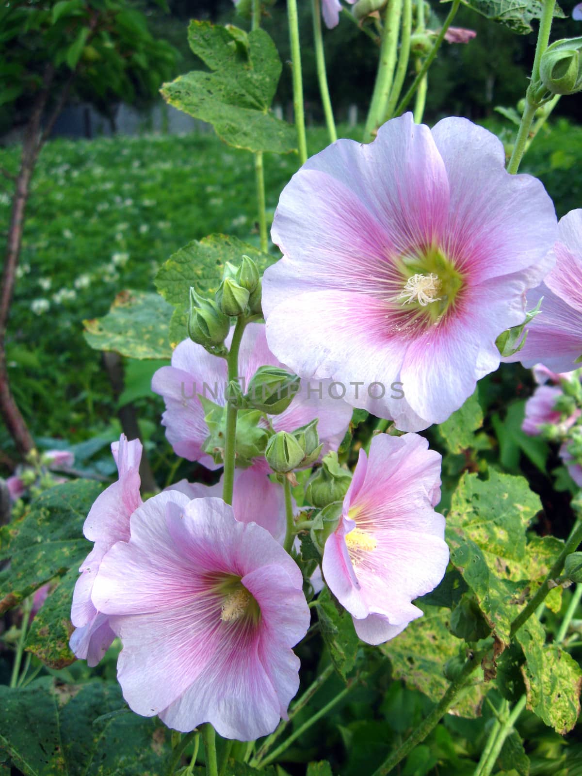 bush of beautiful flower of pink mallow