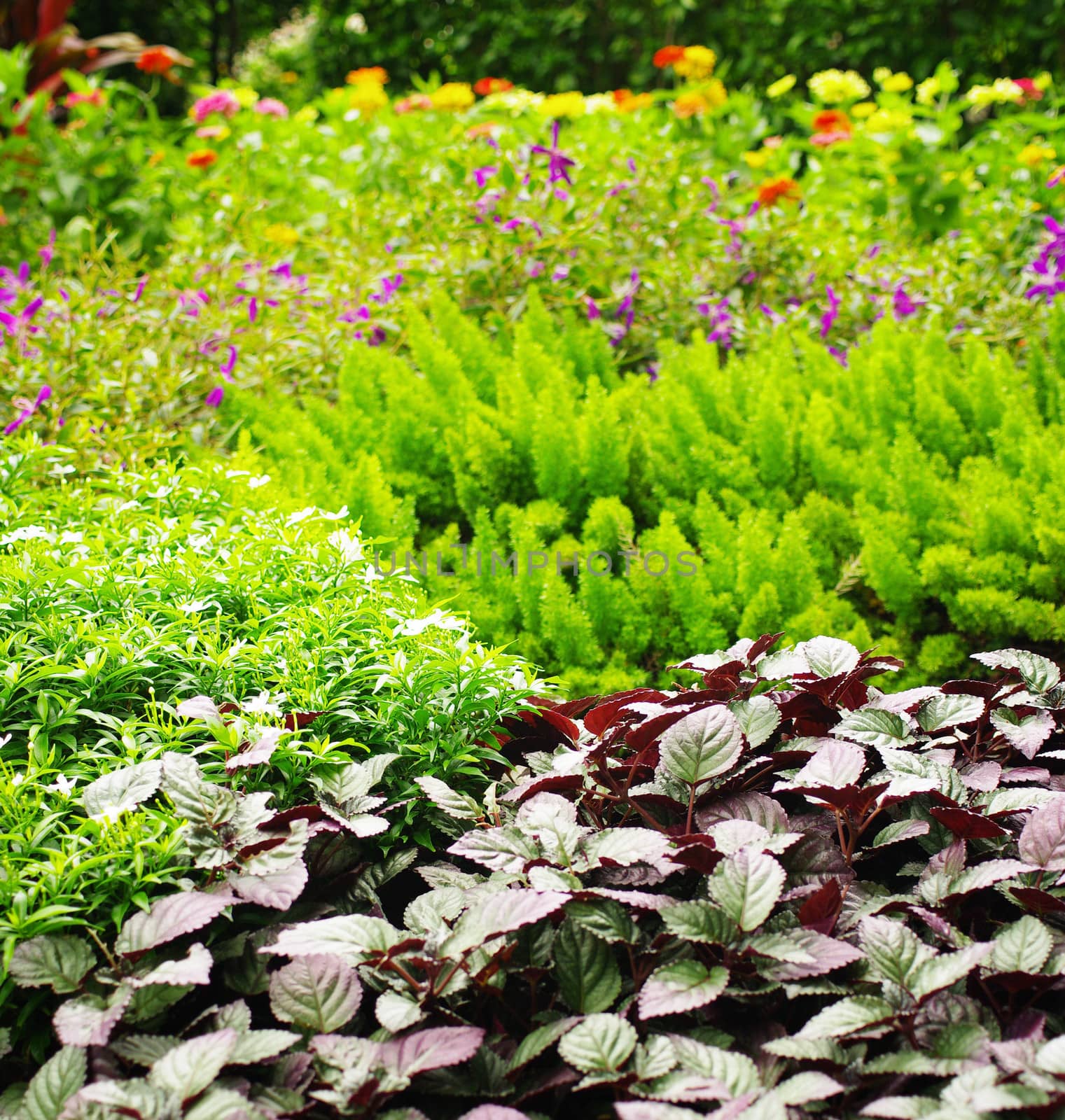 Nice plant background in garden