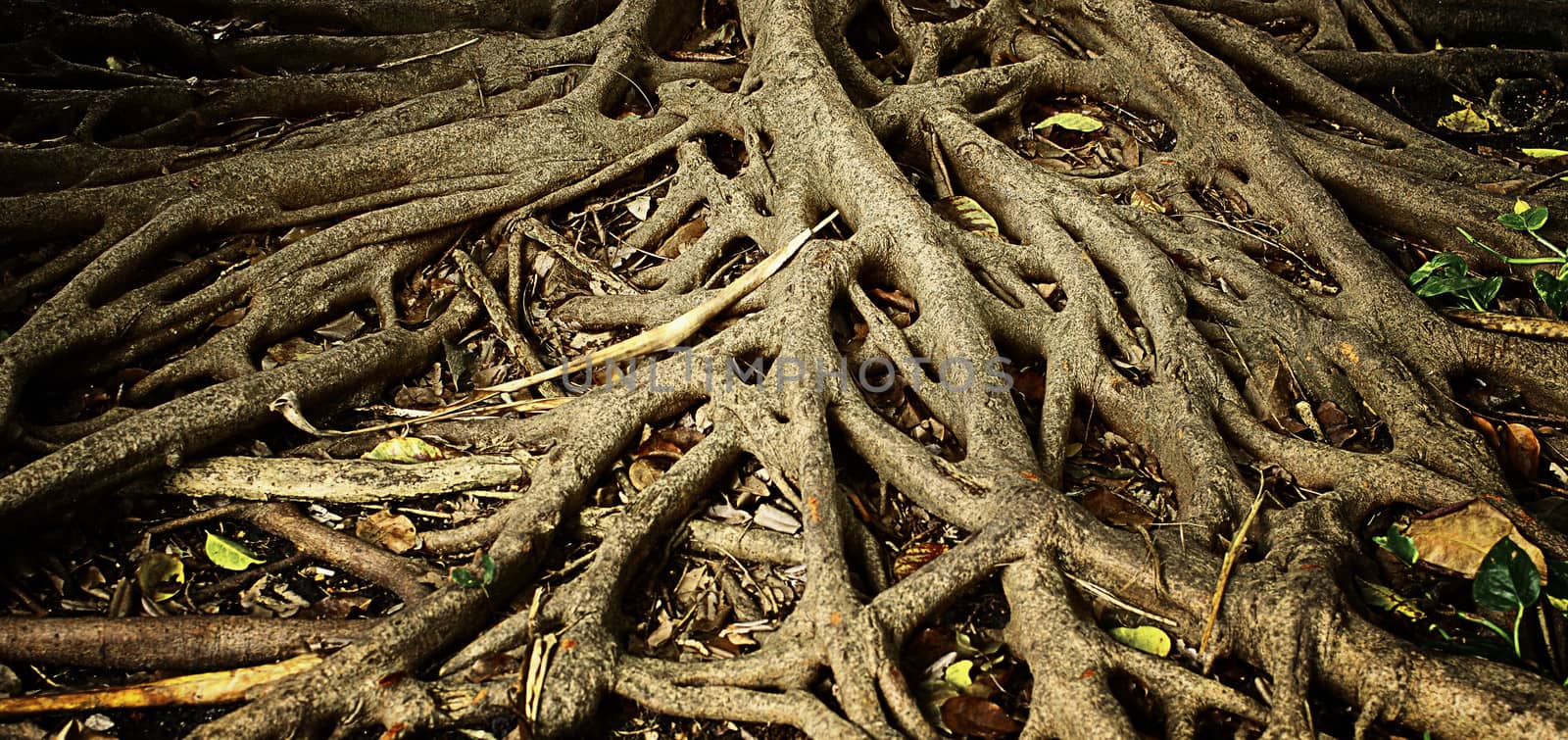Root, Nature background