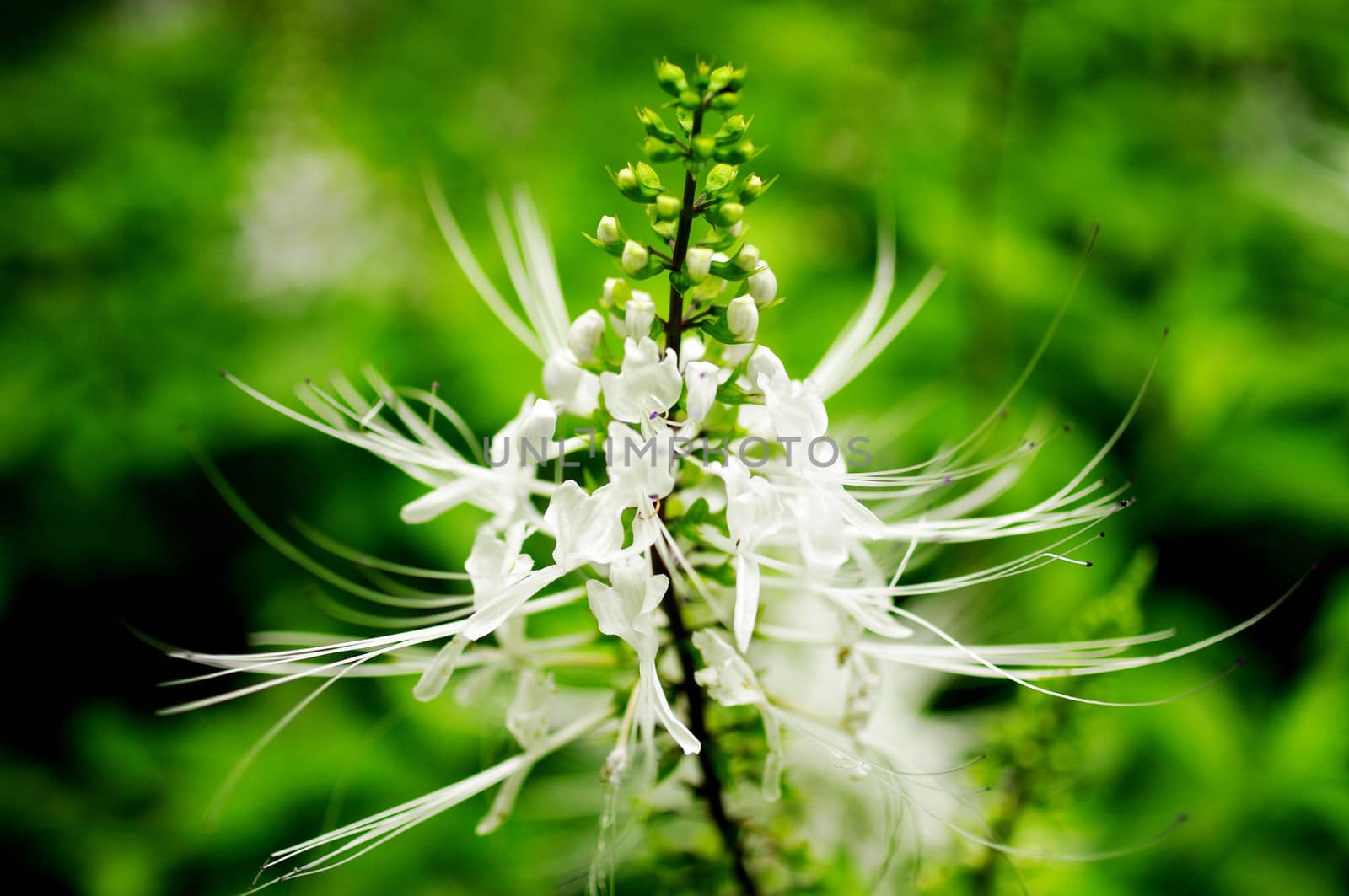 Kidney tea plant, Nice white flower close up shot