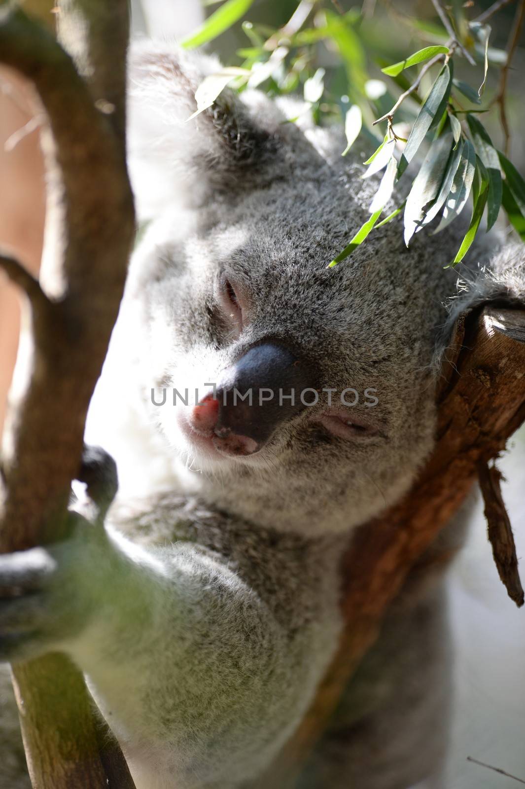 An Australian Koala in its natural habitat