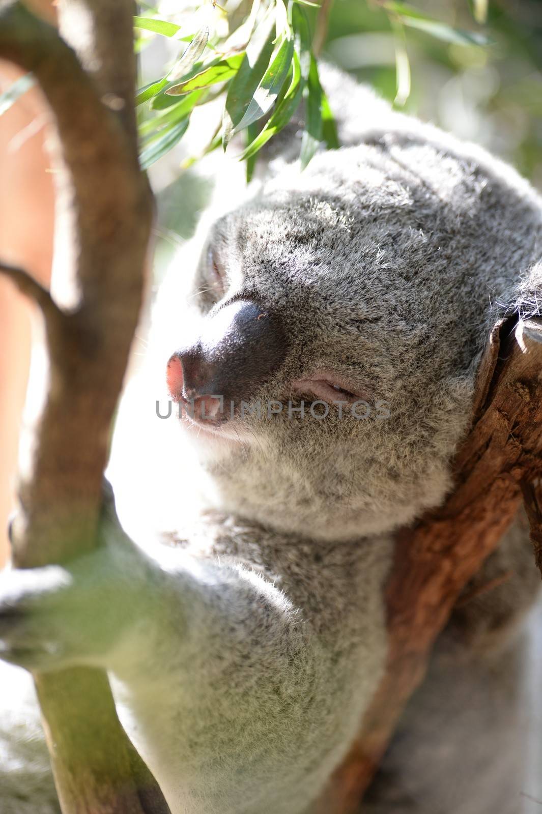 Koala by Kitch