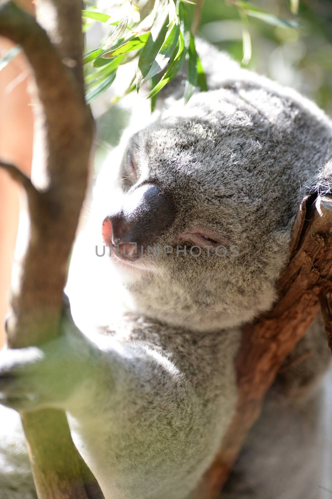 An Australian Koala in its natural habitat