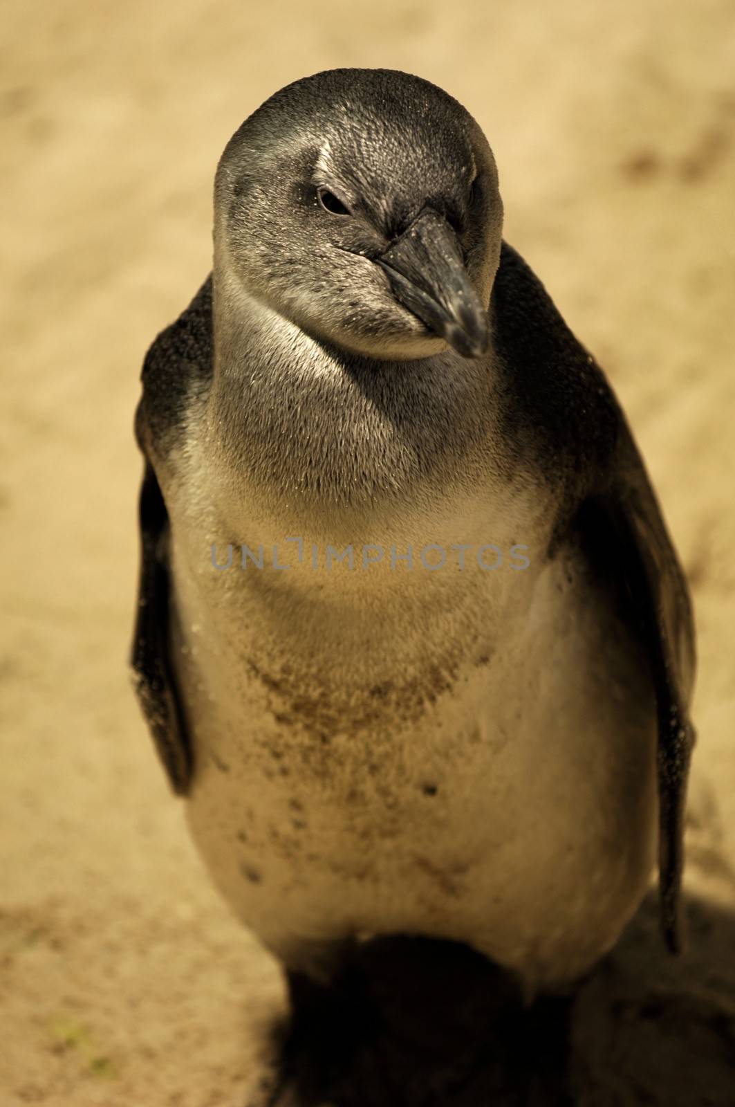 Photos of Fairy Penguins taken in captivity