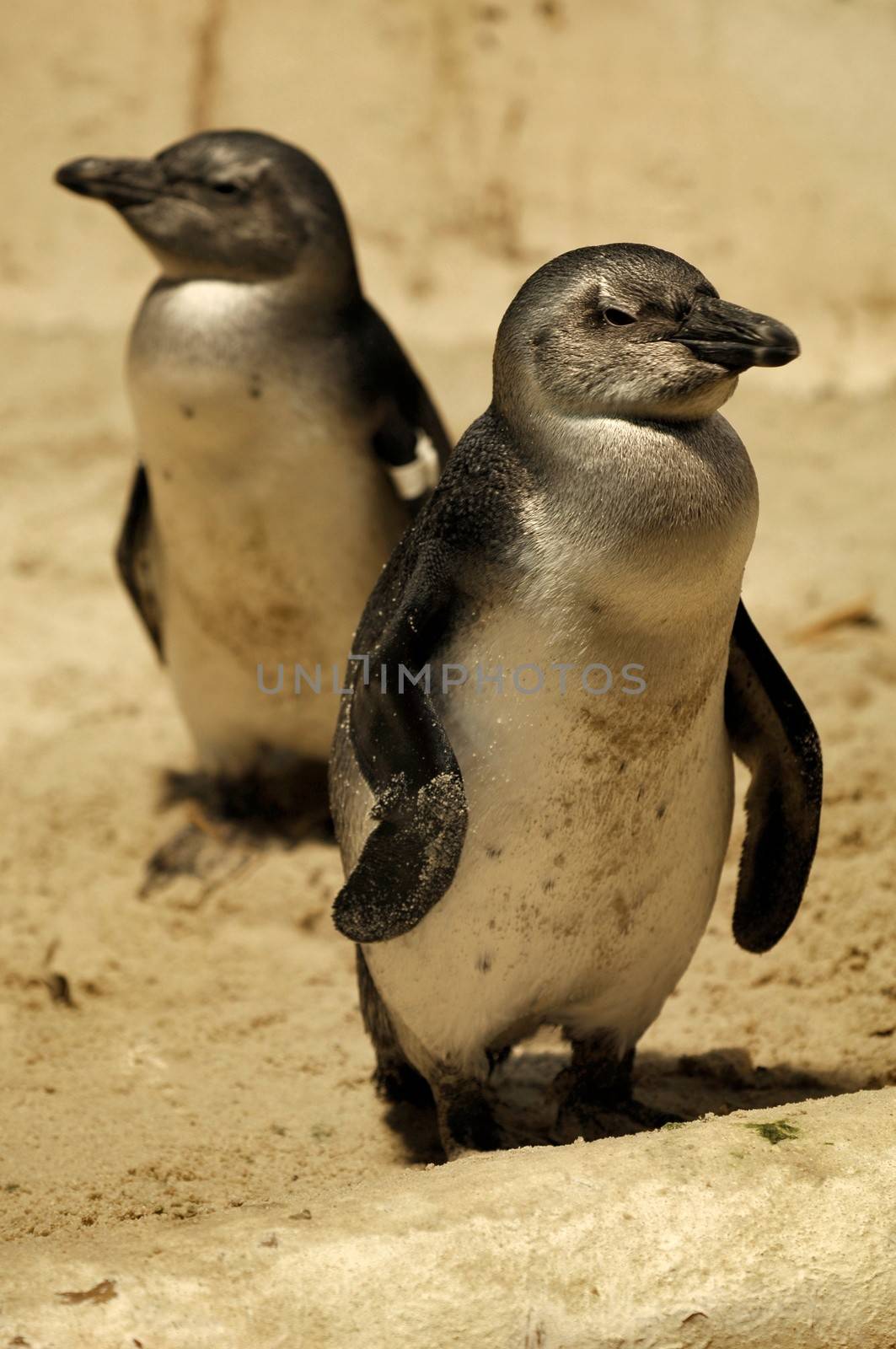 Photos of Fairy Penguins taken in captivity