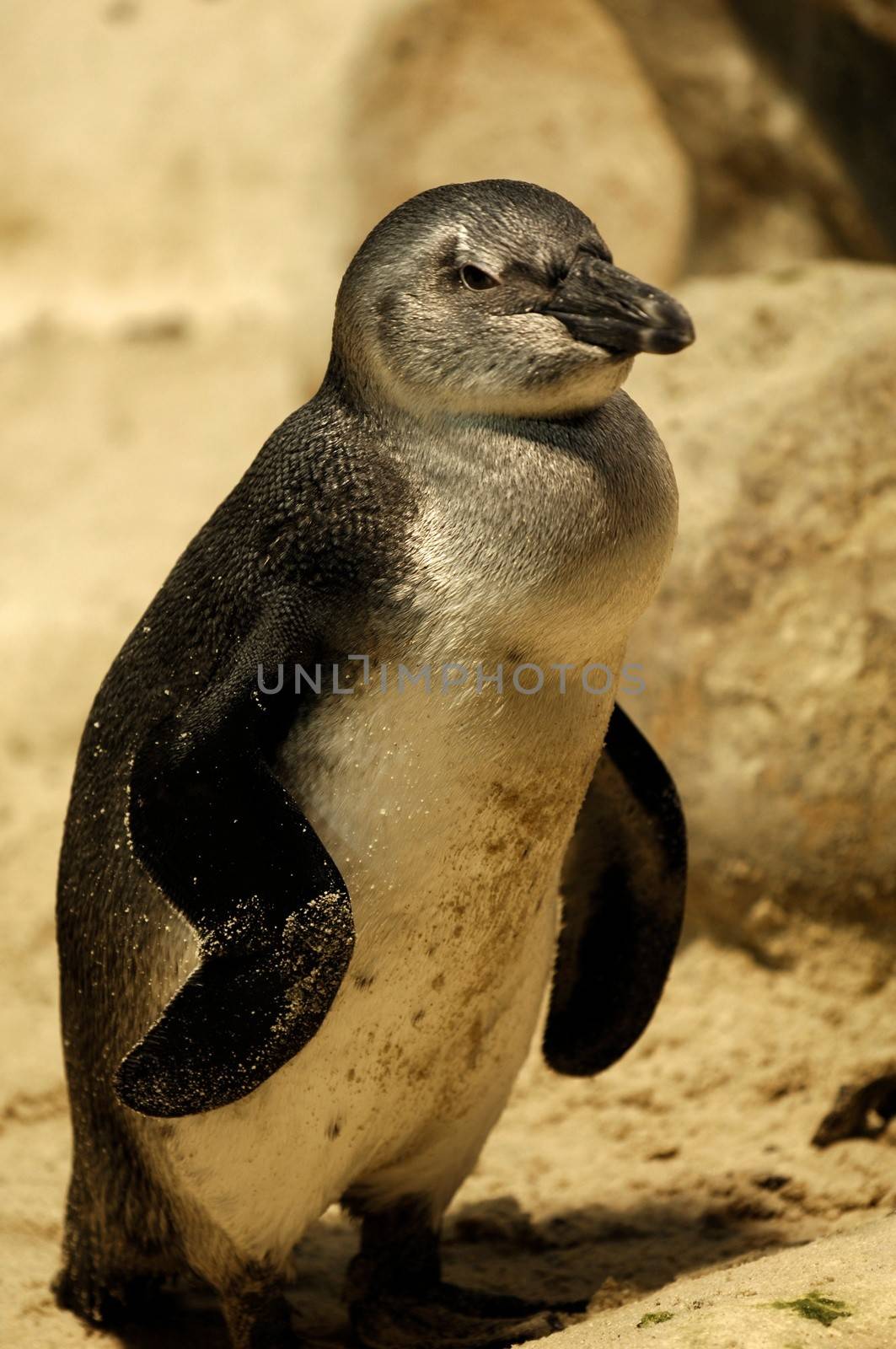 Photos of Fairy Penguins taken in captivity