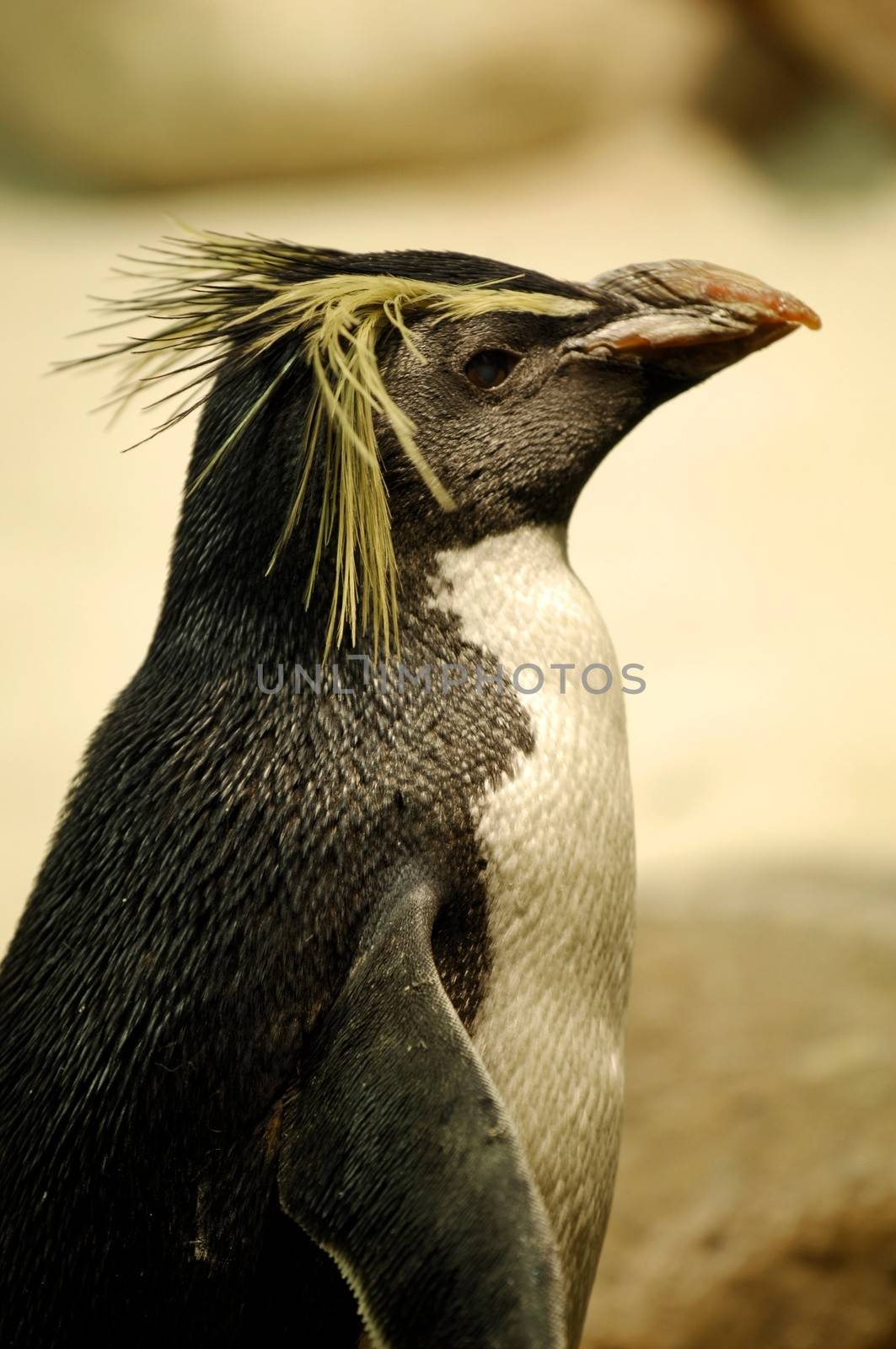 Photos of Fairy Penguins taken in captivity