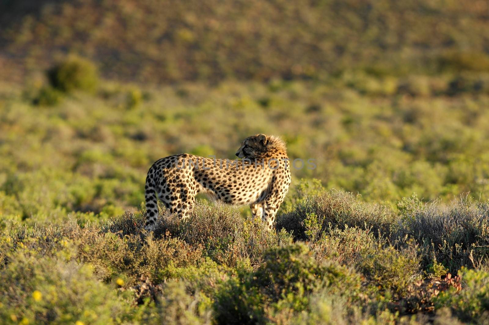 A shot of a wild cheetah in captivity