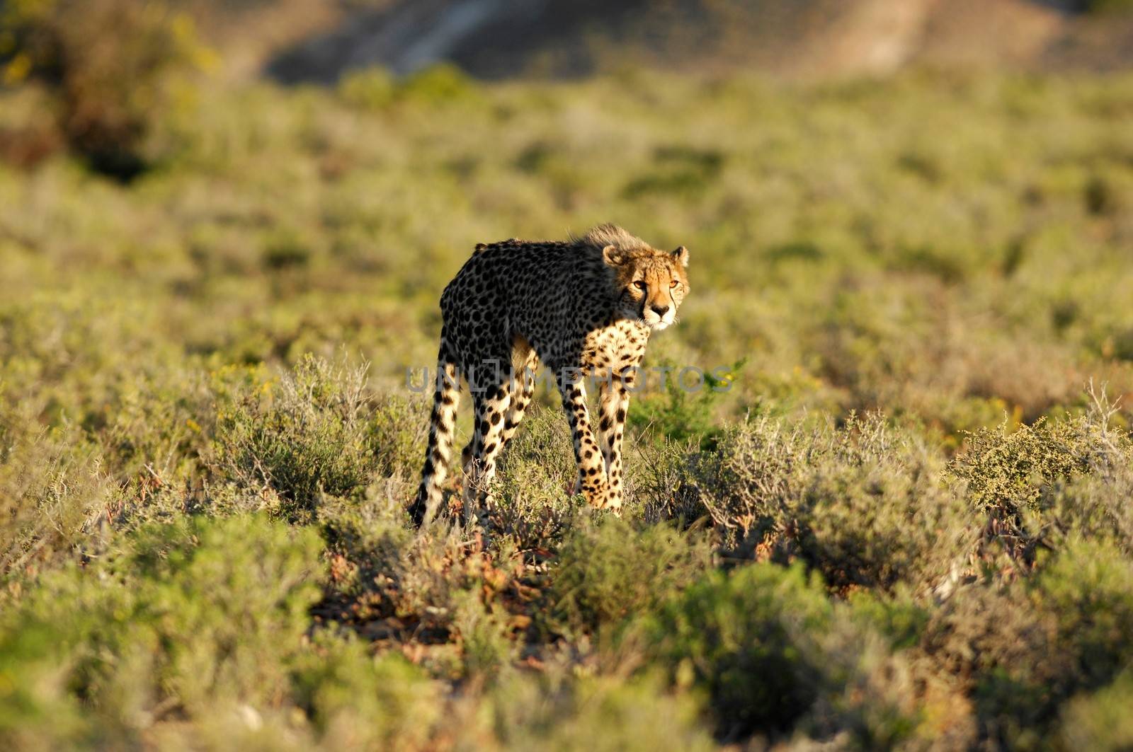 A shot of a wild cheetah in captivity