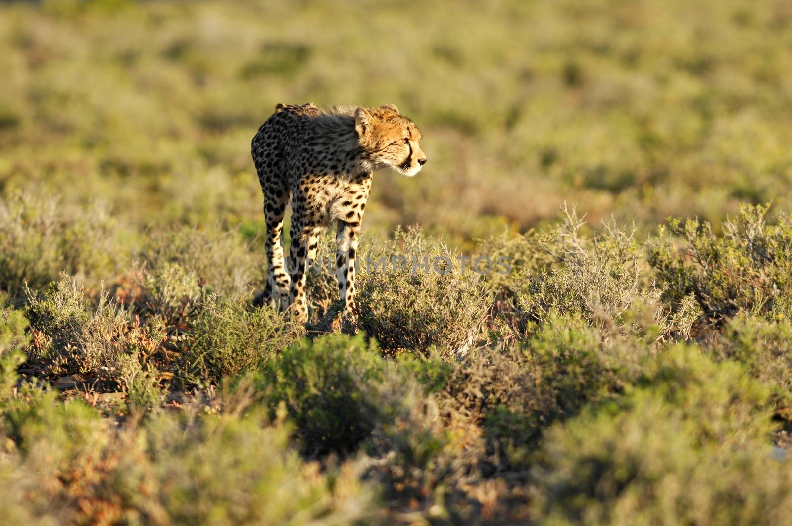 A shot of a wild cheetah in captivity