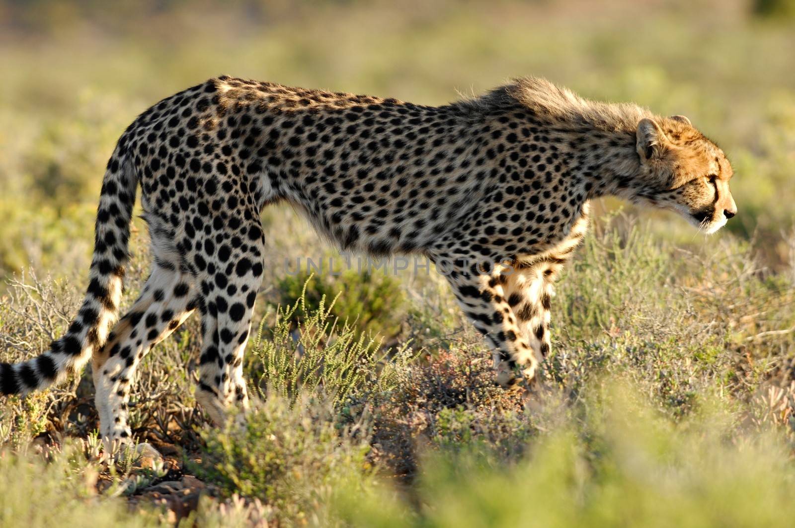 A shot of a wild cheetah in captivity