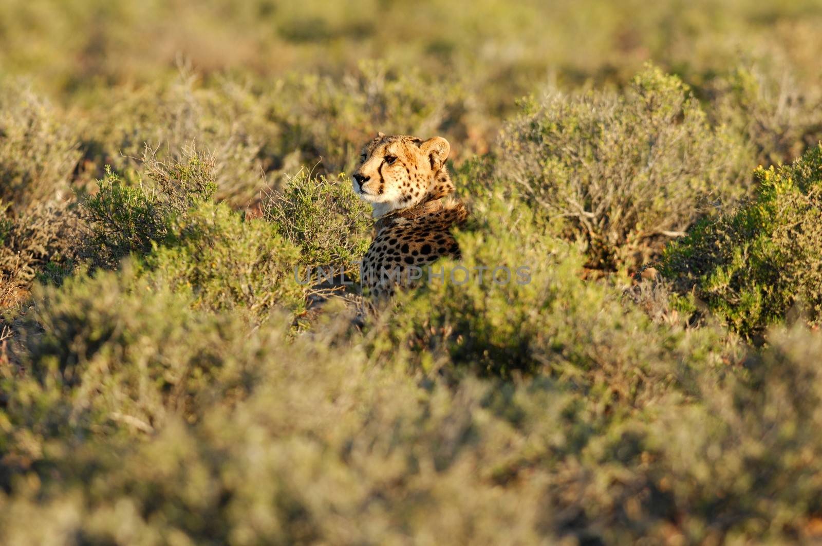 A shot of a wild cheetah in captivity