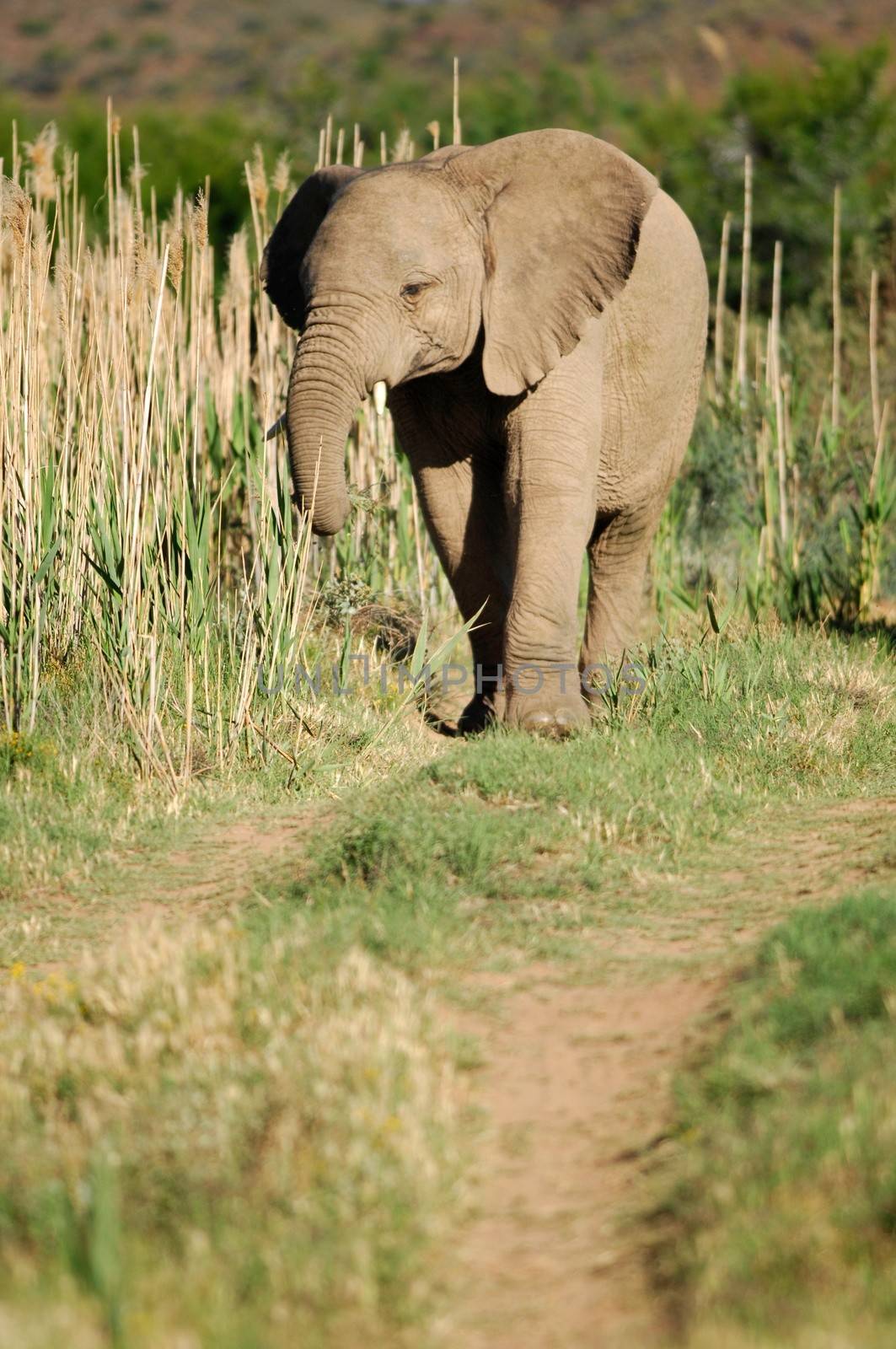 A shot of an Elephant while on safari