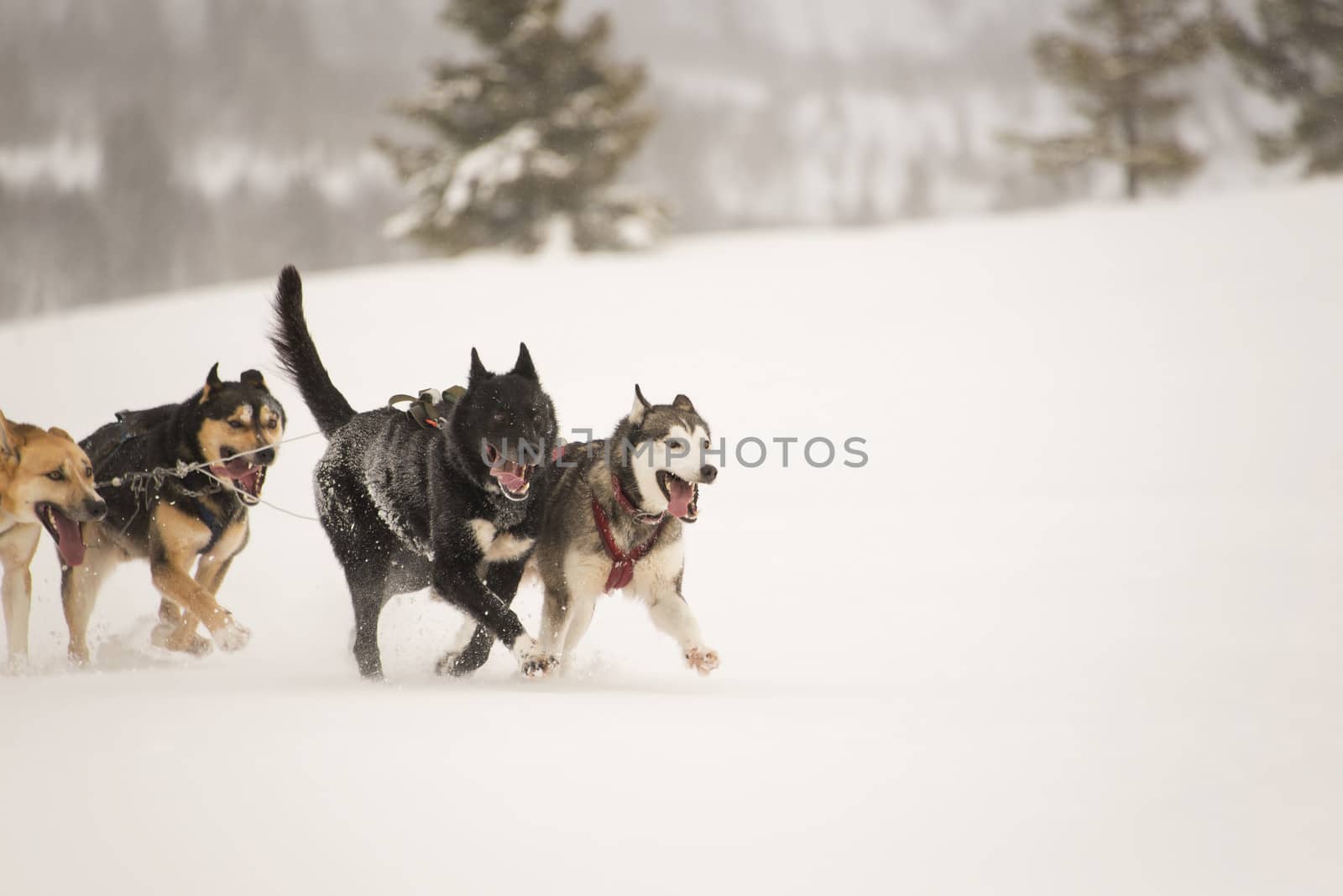 Sled dogs running by GryT