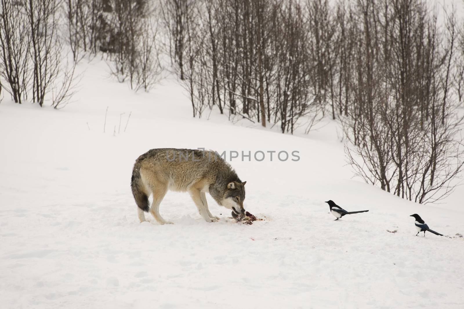 A wolf is eating it`s prey in the forest at winter