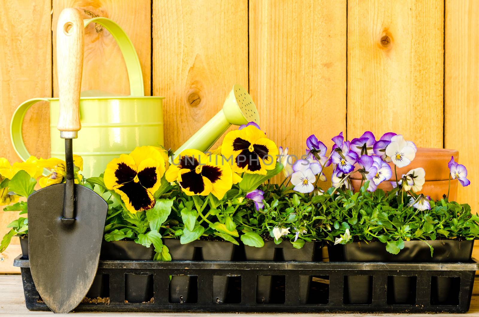 Garden planting with pansies, violas, watering can, trowel, and pots on wood background.
