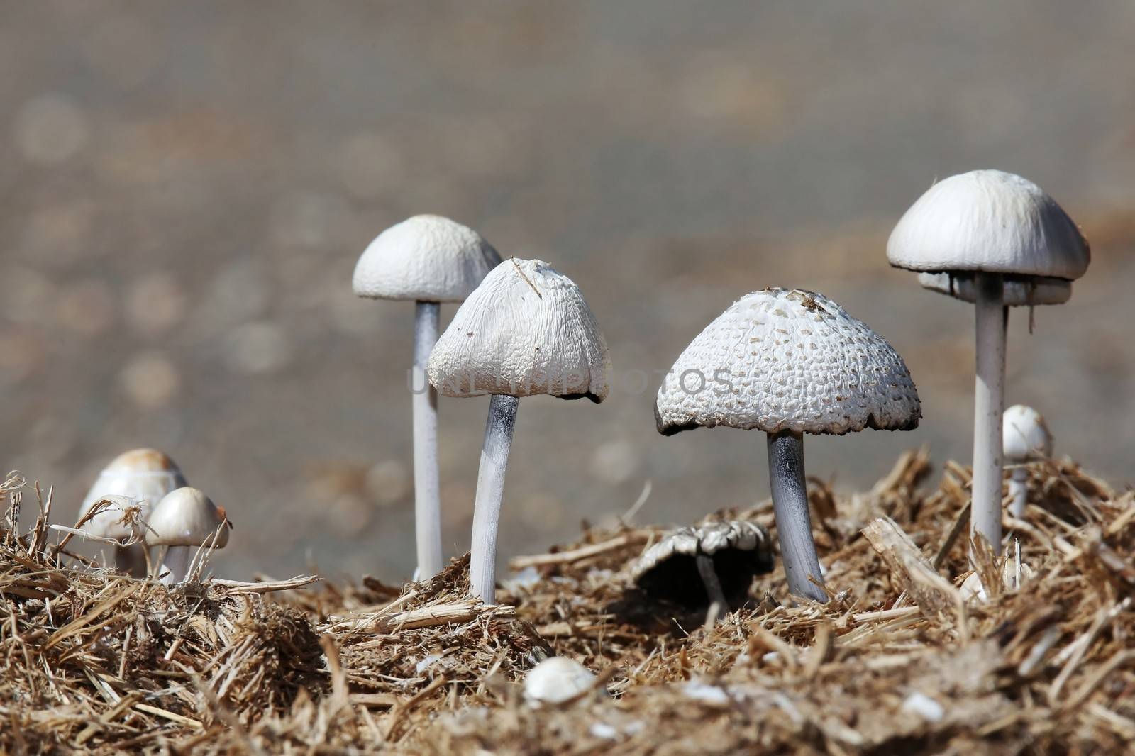 Wild Mushrooms by fouroaks