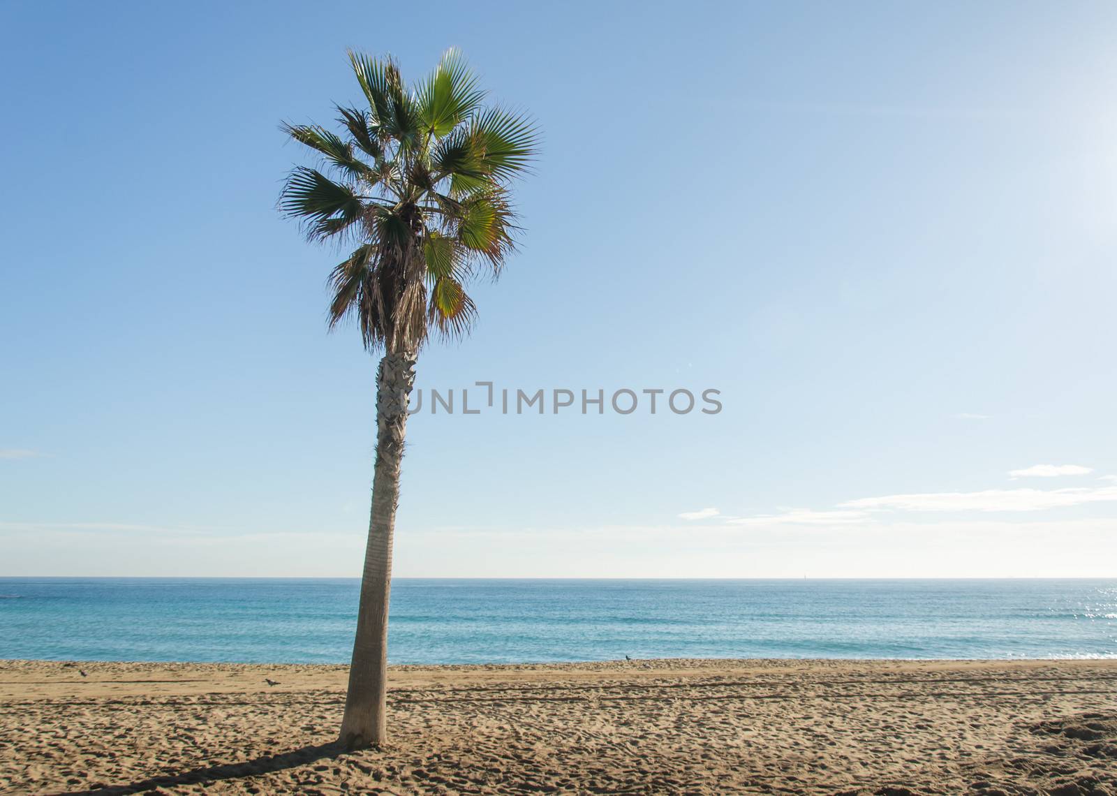 Beach with trees on the beach at Barcelona, ​​Spain.